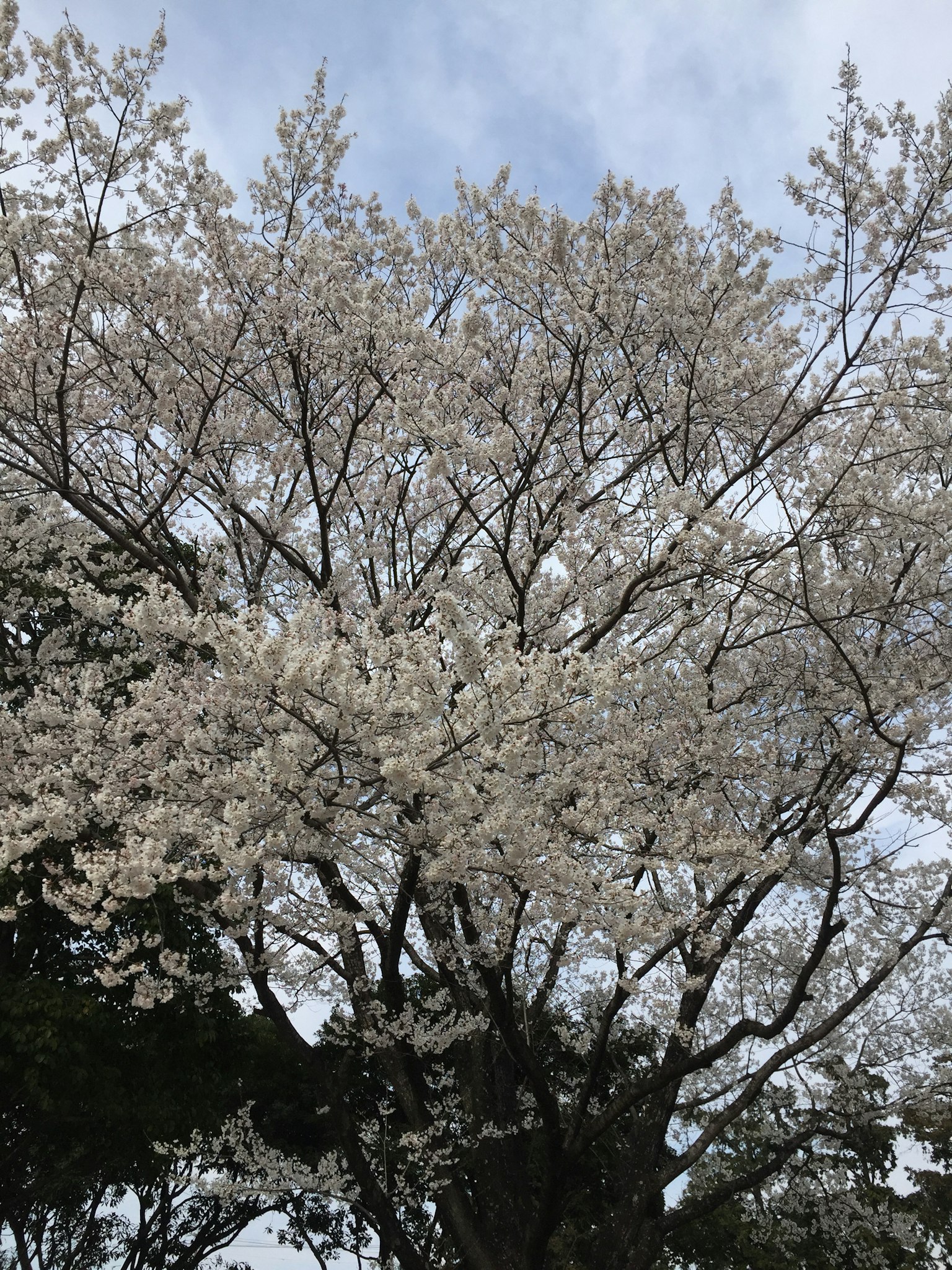 Cherry tree in full bloom with white flowers against a blue sky