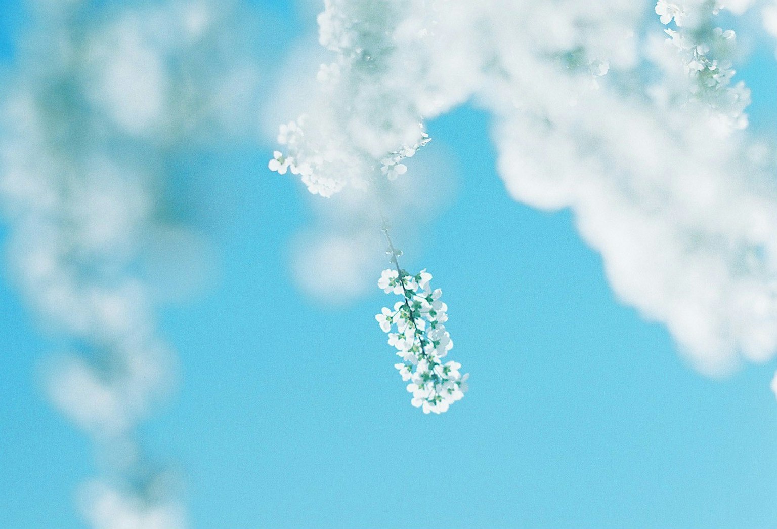 Racimos de flores blancas contra un cielo azul