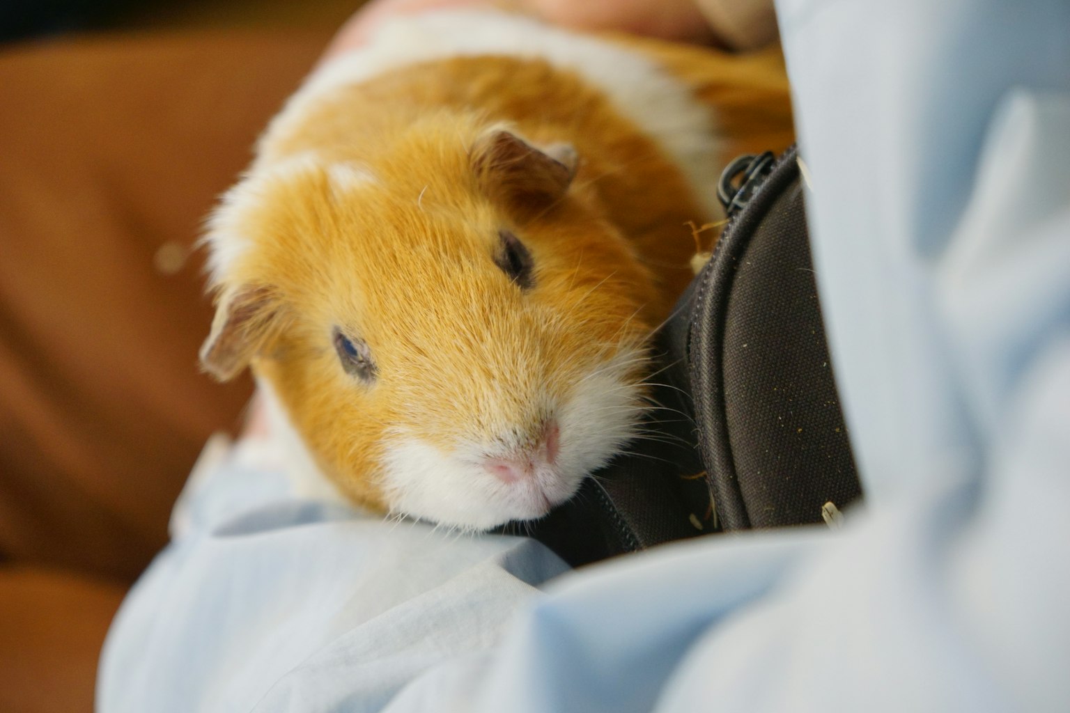 A brown and white guinea pig being gently held
