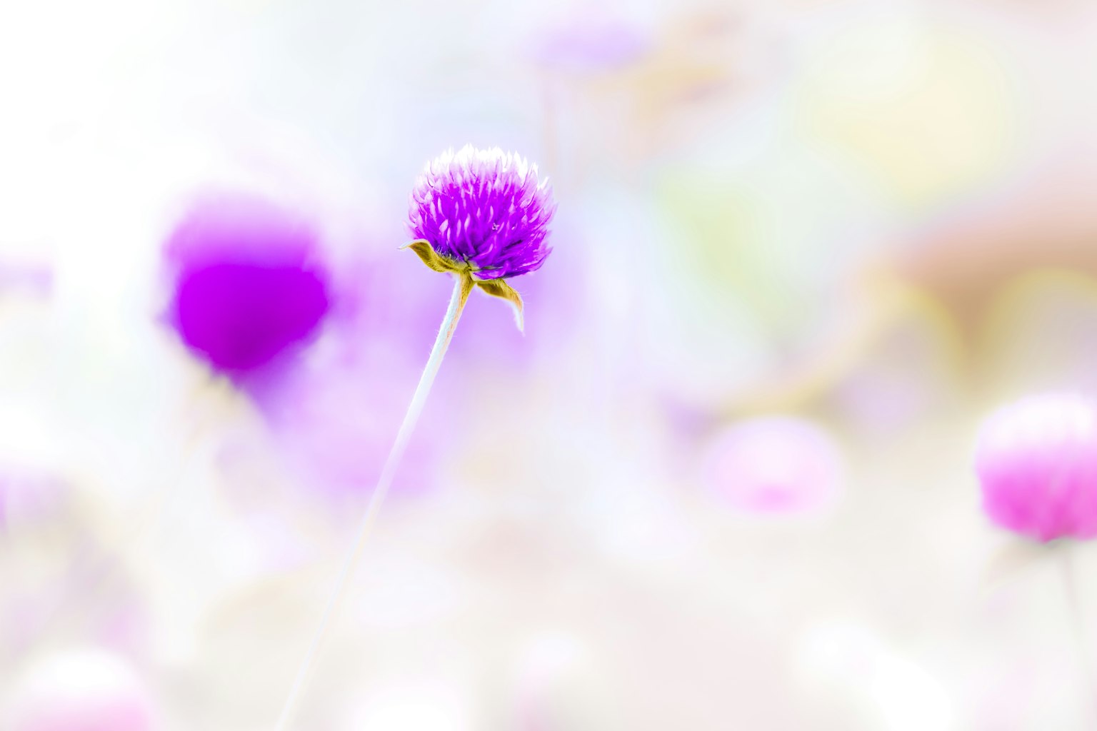 Cận cảnh hoa tím trên nền mềm mại