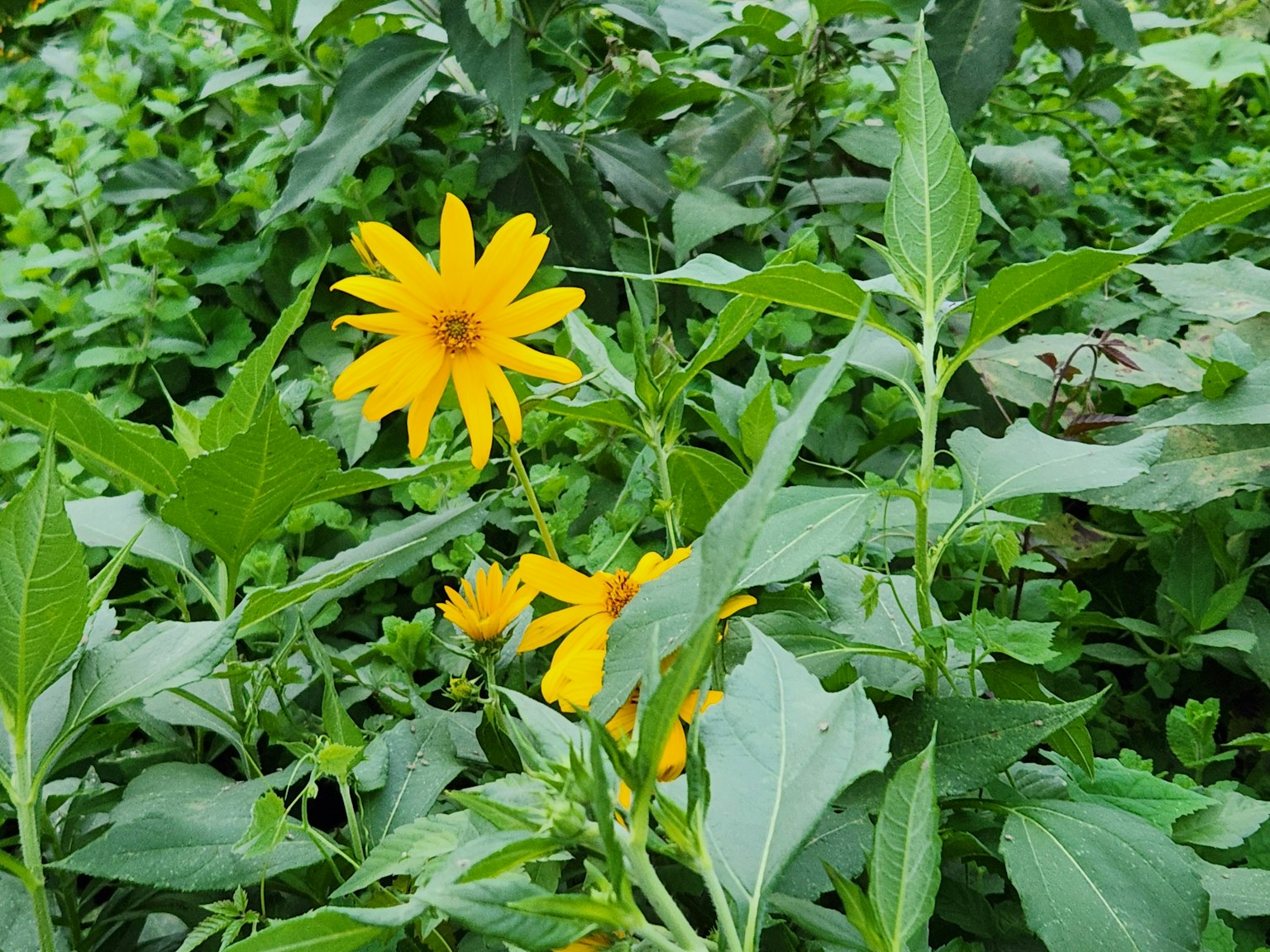 Un fiore giallo vivace circondato da foglie verdi