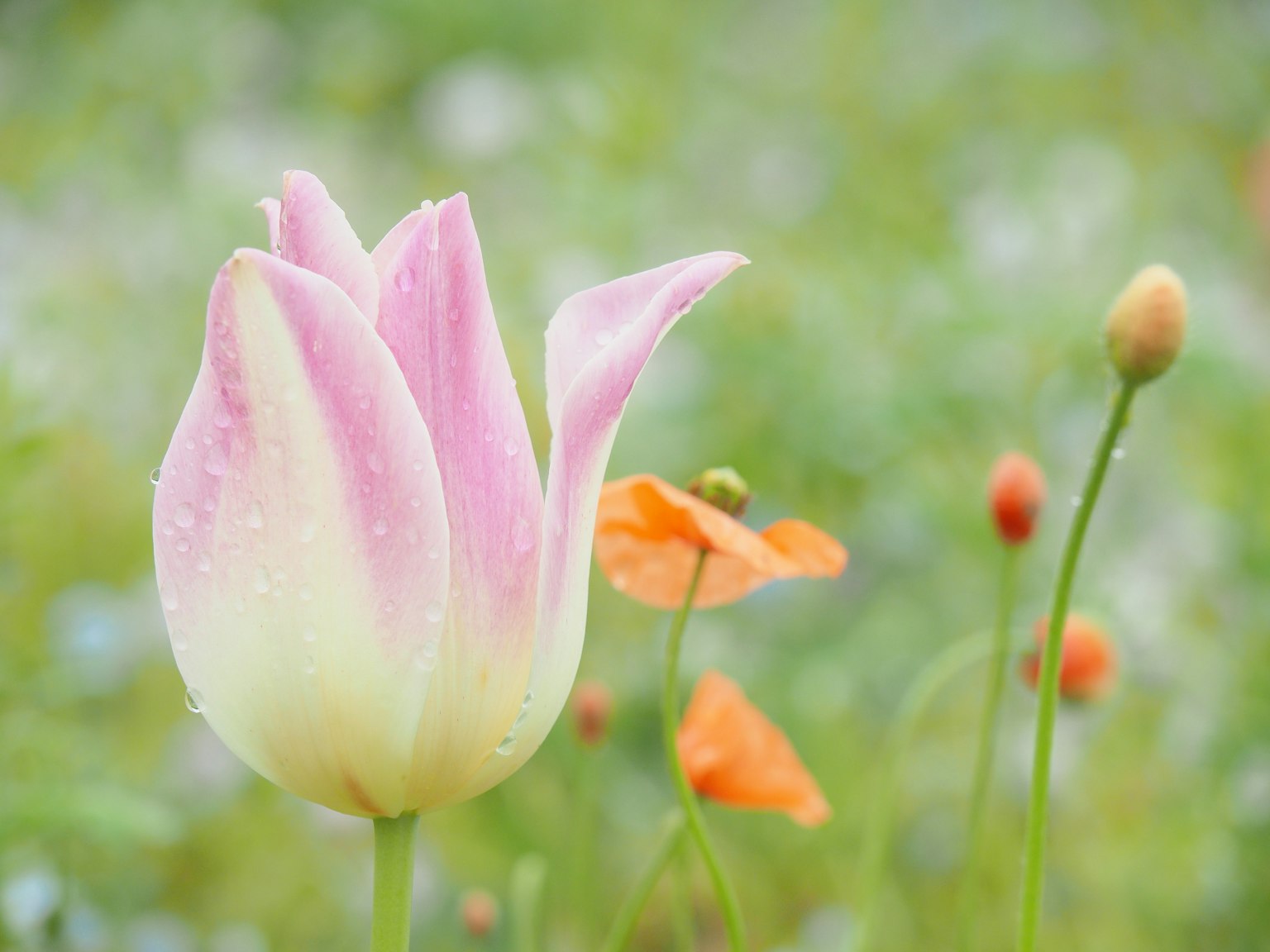 Un tulipe rose pâle avec des gouttes d'eau fleurissant parmi des coquelicots verts et orange