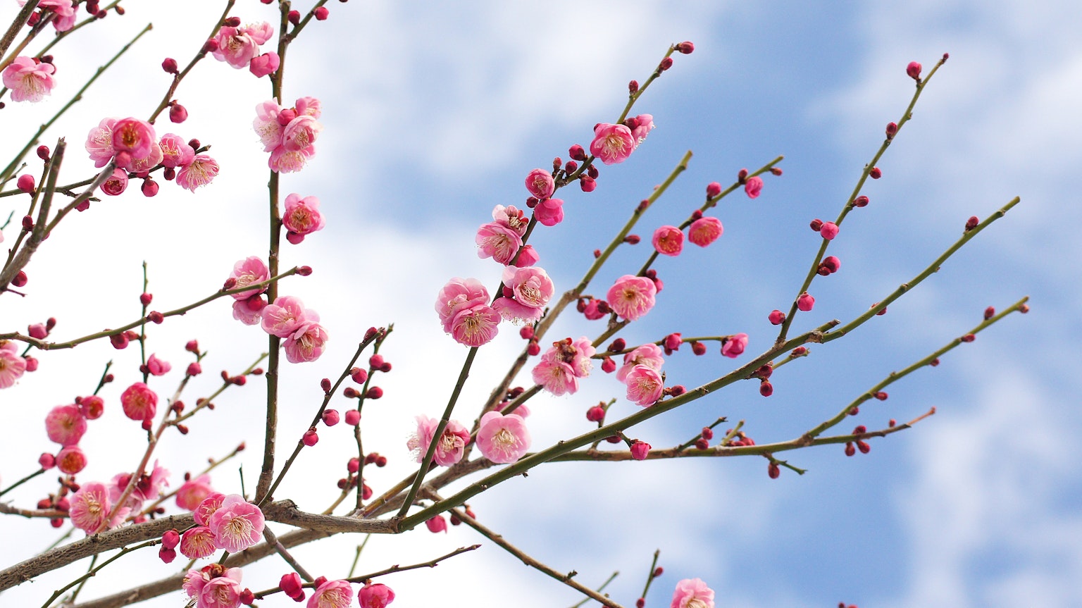 Rosa Pflaumenblüten an Zweigen vor einem blauen Himmel