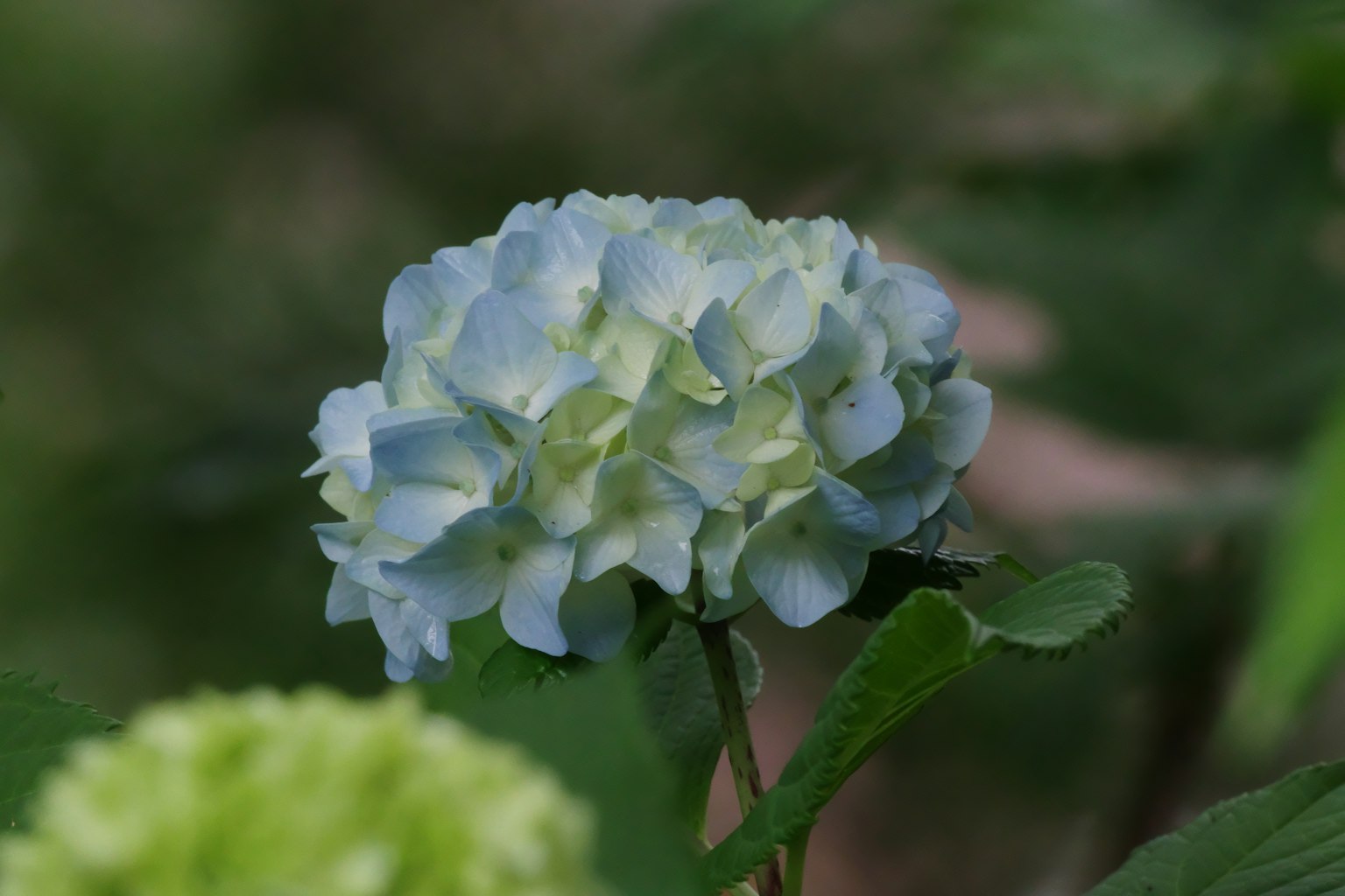 Sebuah bunga hydrangea biru mekar di antara daun hijau