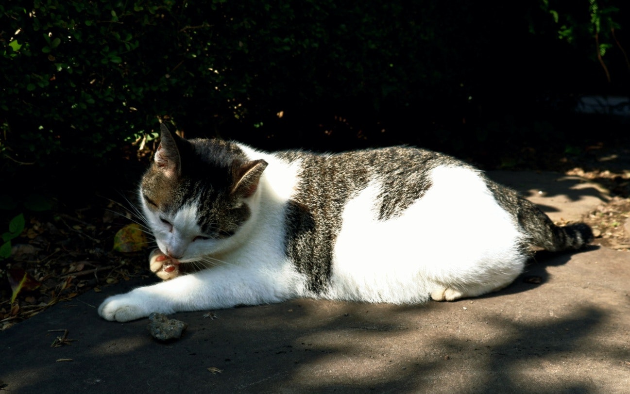 schwarz-weiße Katze ruht in der Sonne