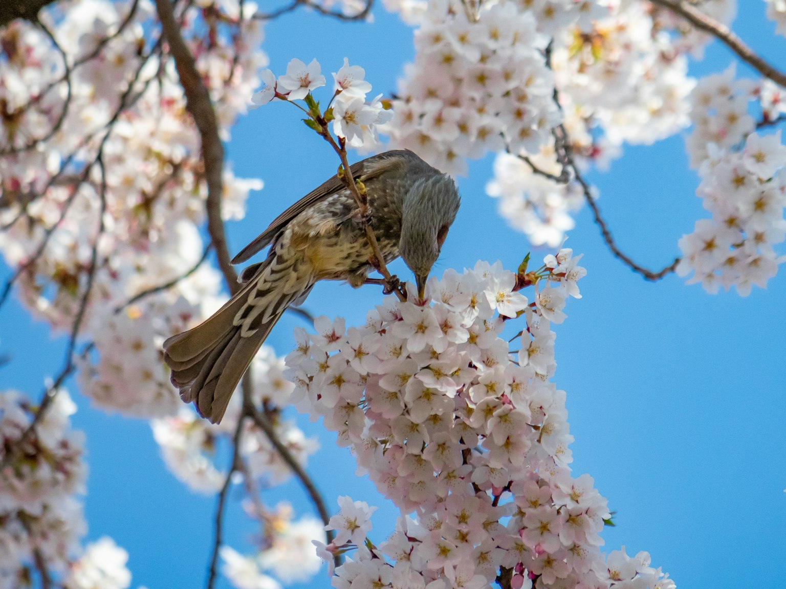 Bird feeding on cherry blossoms against a clear blue sky