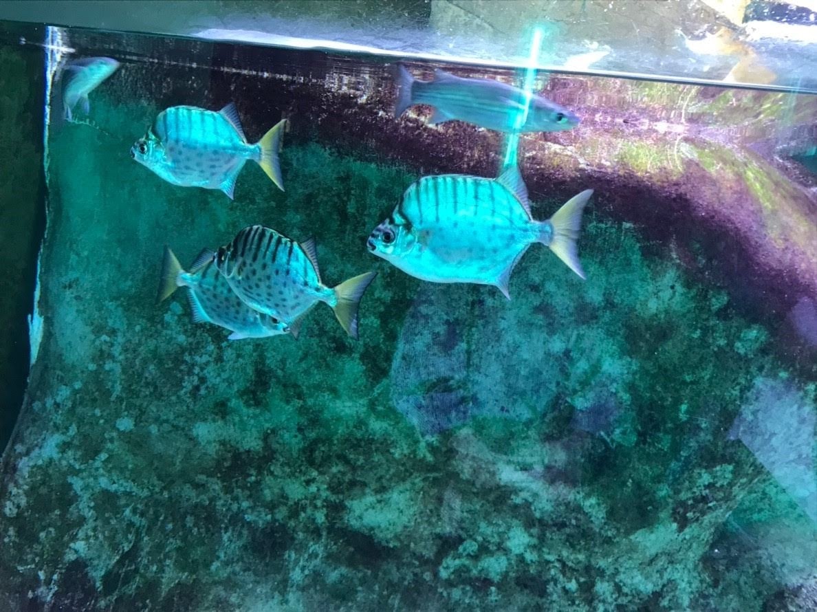 水槽の中を泳ぐ魚の群れ
