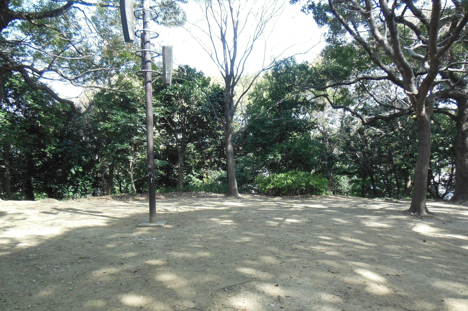 Scène de parc lumineuse avec des arbres verts et un sol ombragé