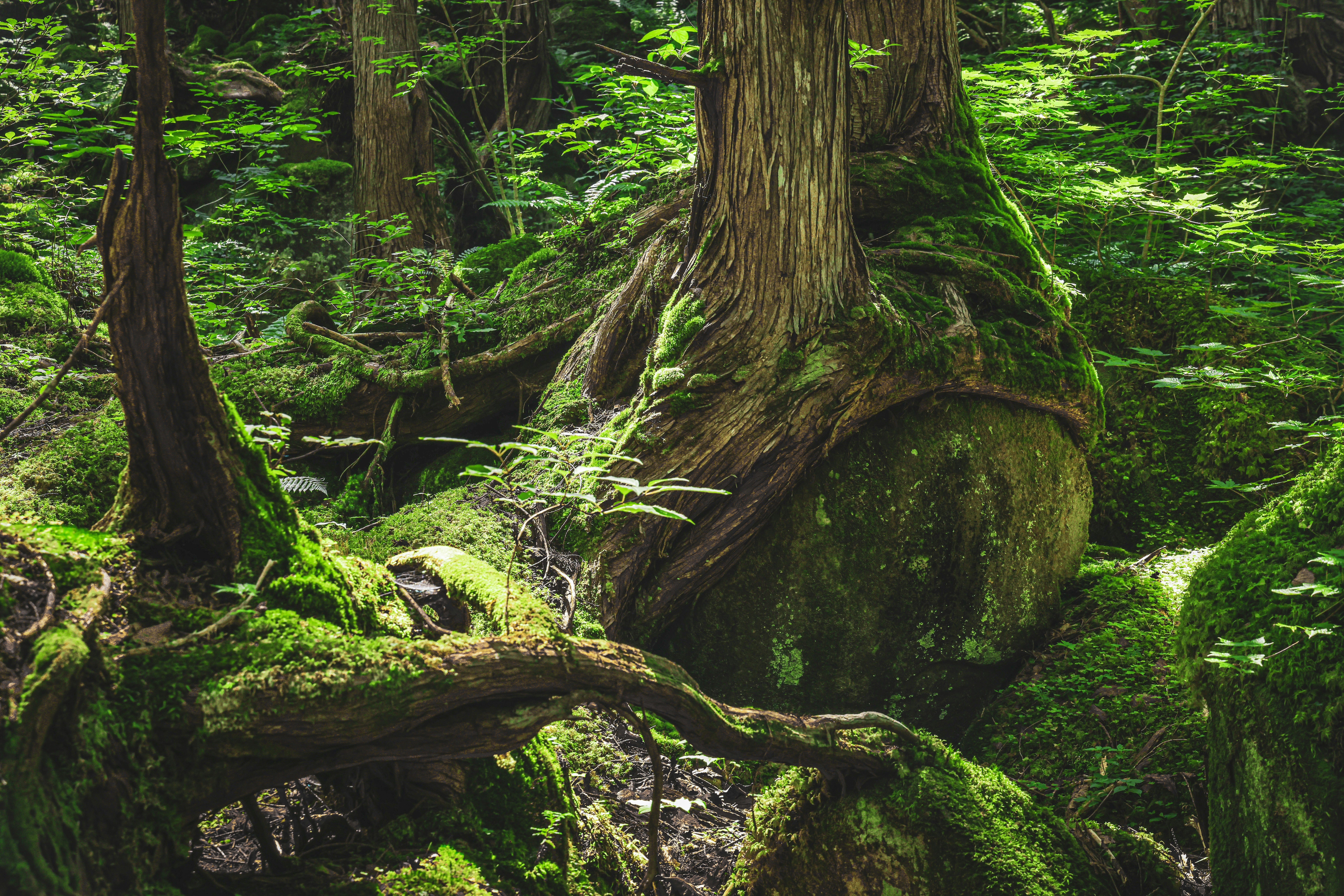 Forest scene with large moss-covered rocks and trees