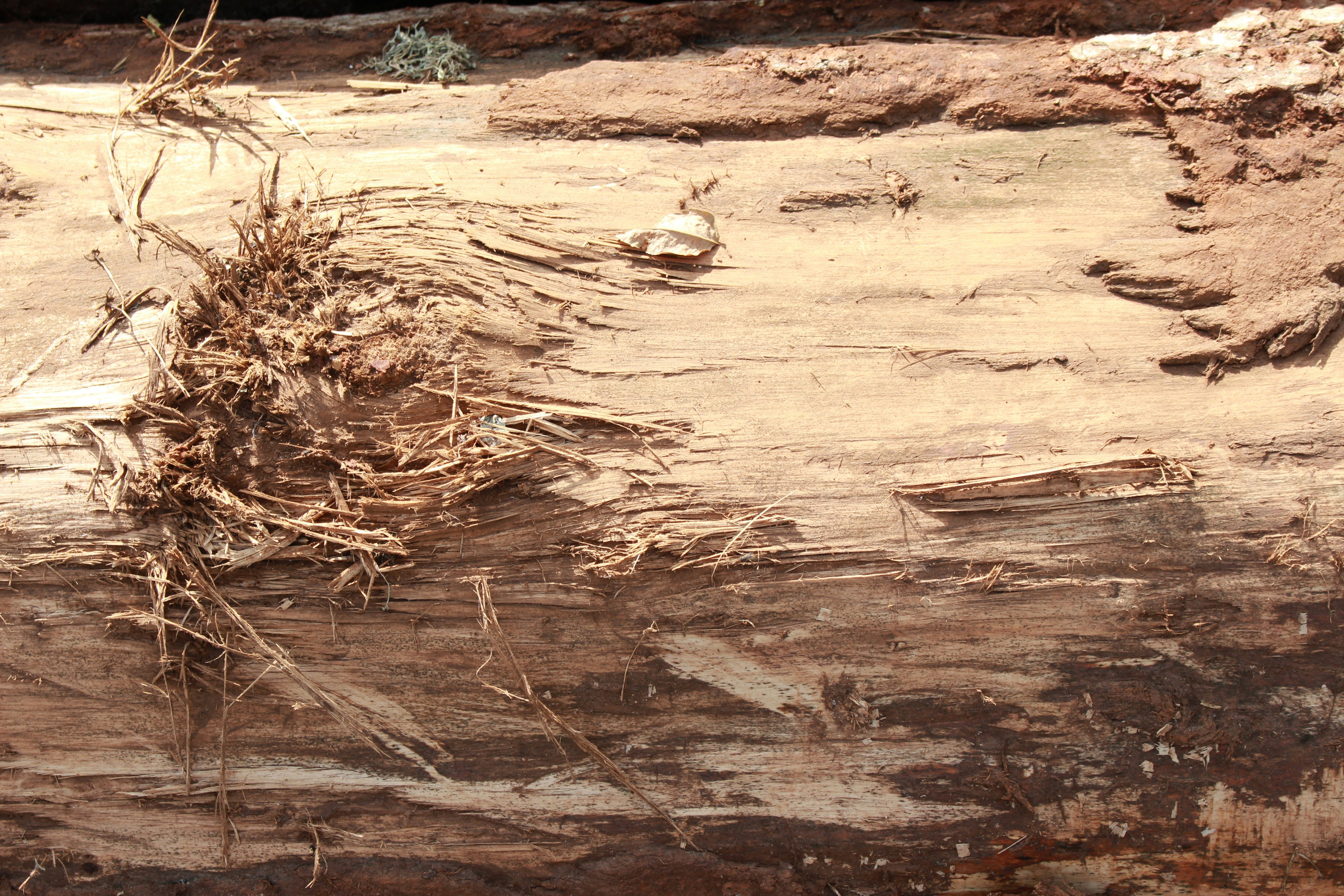 close-up of an old wooden stump with dry wood shavings and roots