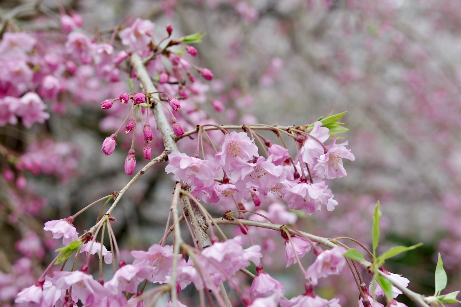 Nahaufnahme von Kirschbaumzweigen mit zarten rosa Blüten