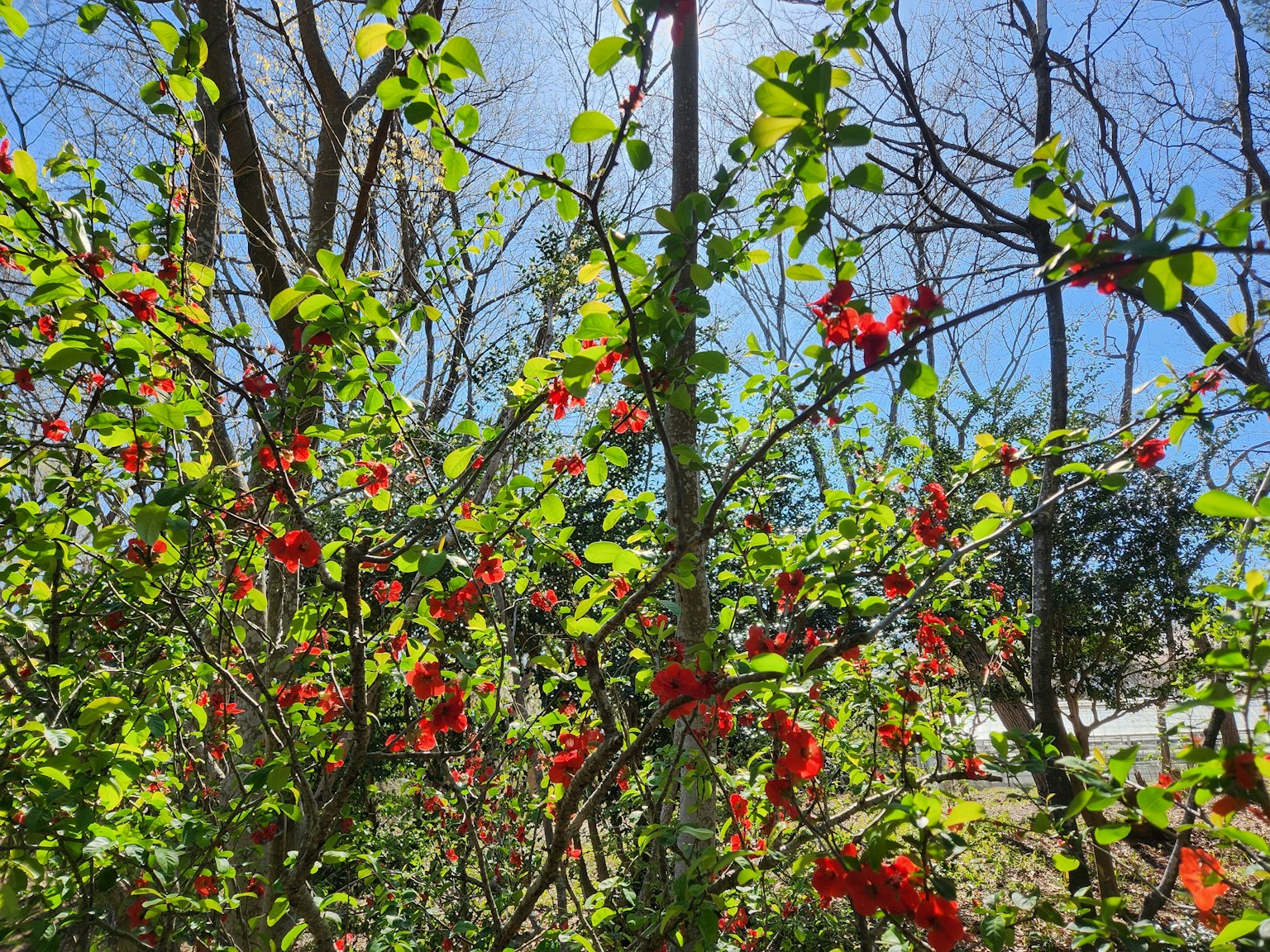 Gros plan sur des fleurs rouges éclatantes sur des plantes vertes sous un ciel bleu