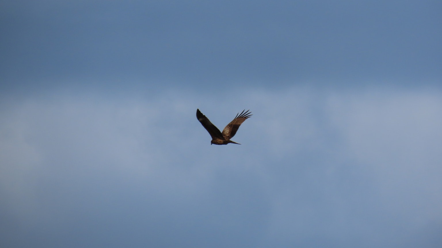 Un uccello che vola contro un cielo blu