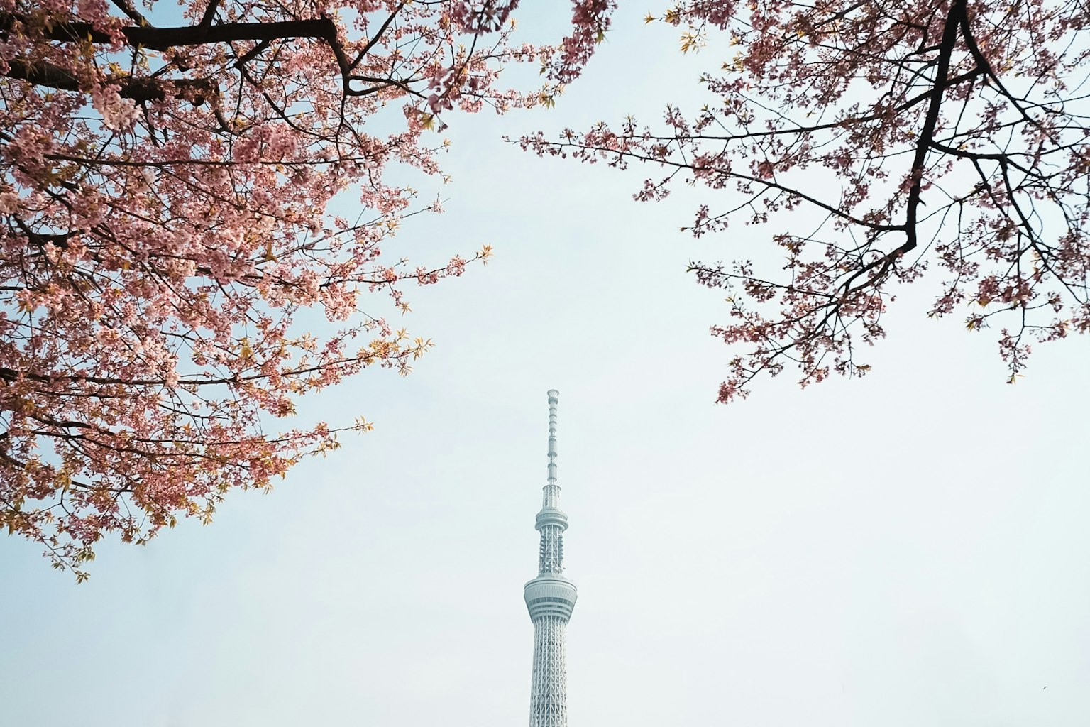 벚꽃이 피어 있는 평화로운 하늘 속 도쿄 스카이 트리