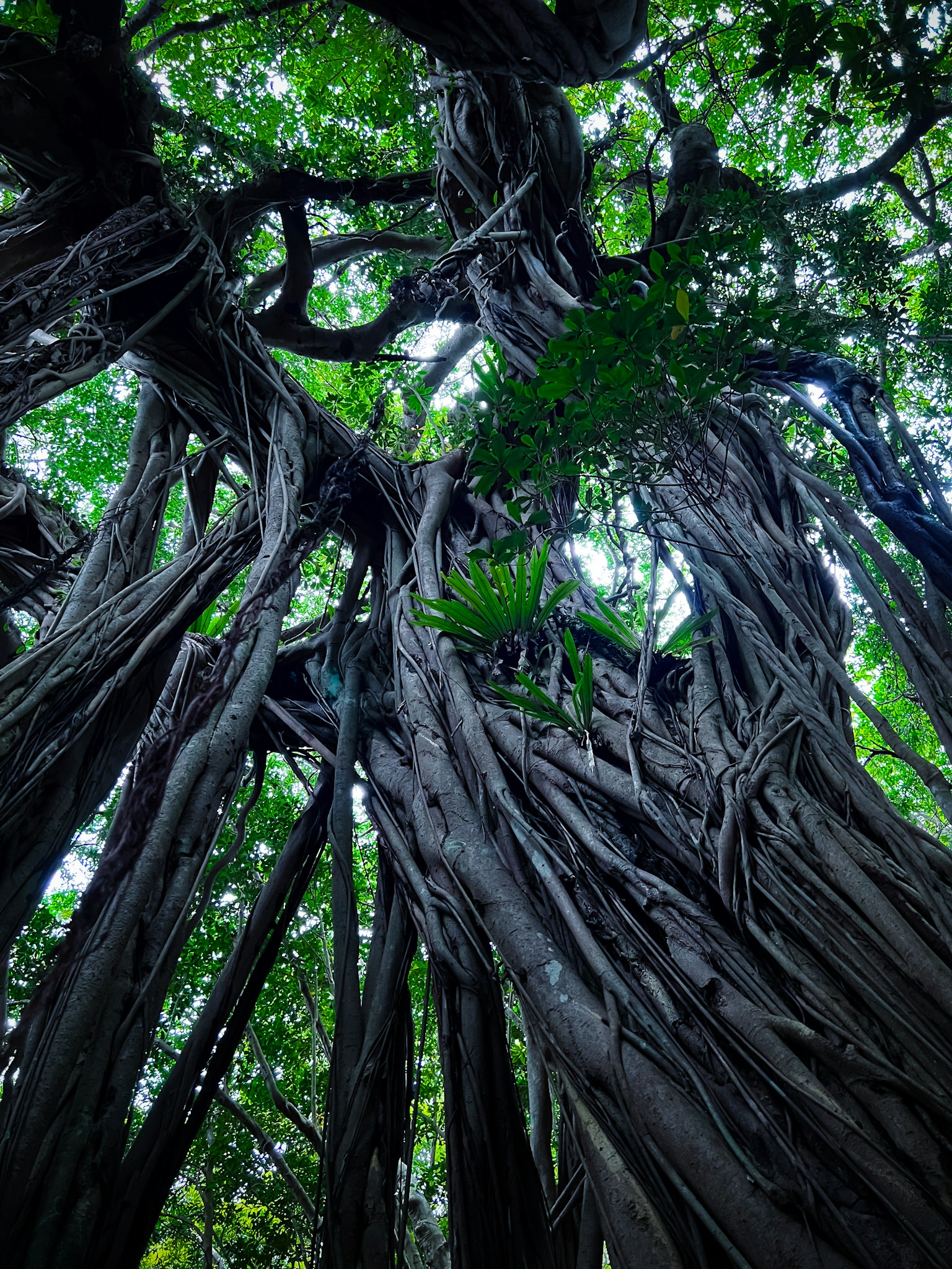 Racines complexes d'un grand arbre couvert de feuilles vertes