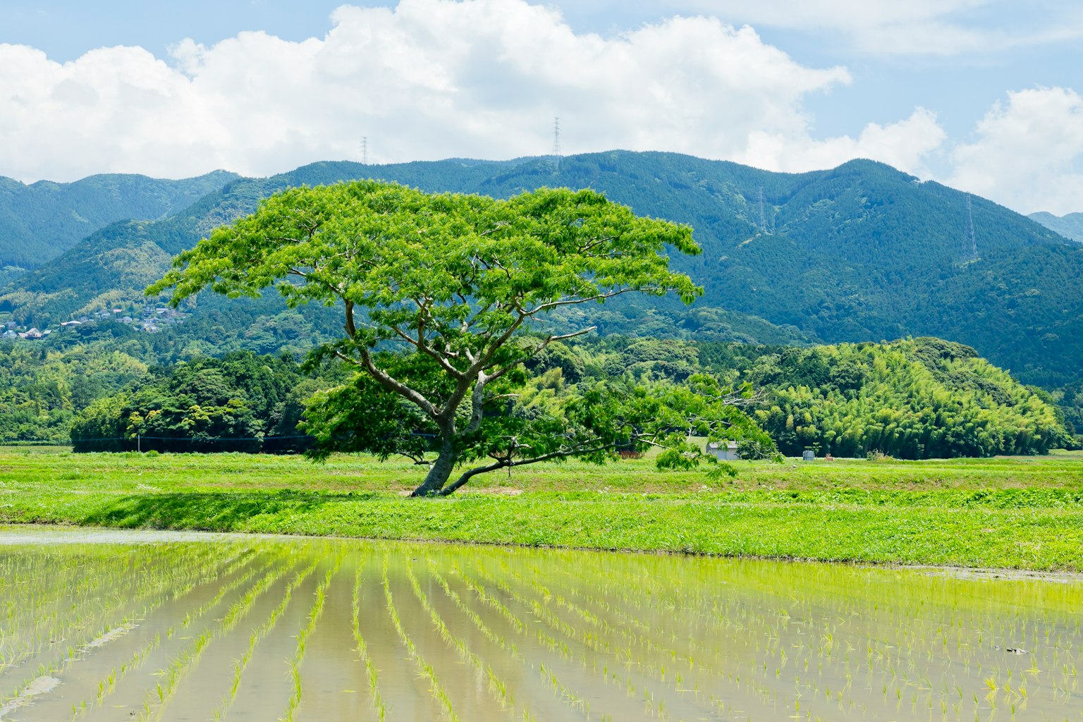 Campo de arroz exuberante con un gran árbol y montañas al fondo