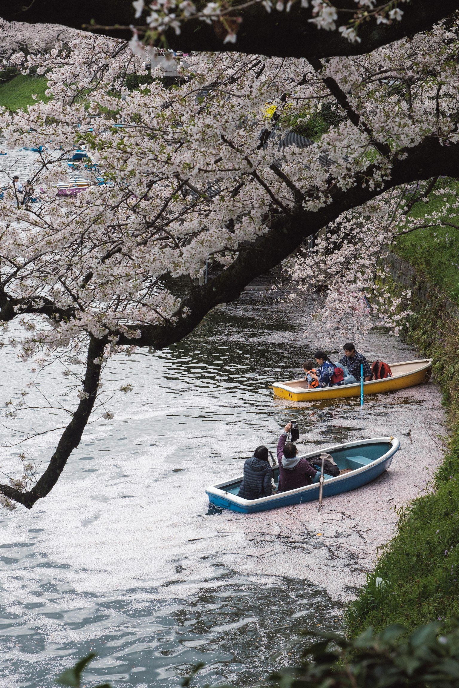 Persone in barca su un fiume sotto i ciliegi in fiore
