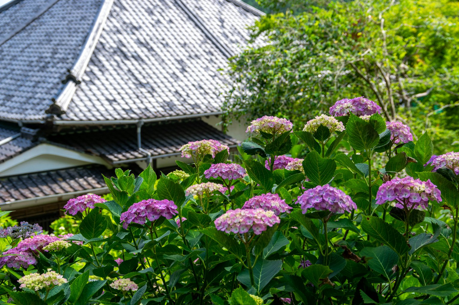 Hortensia berwarna-warni mekar di taman dengan rumah tradisional Jepang