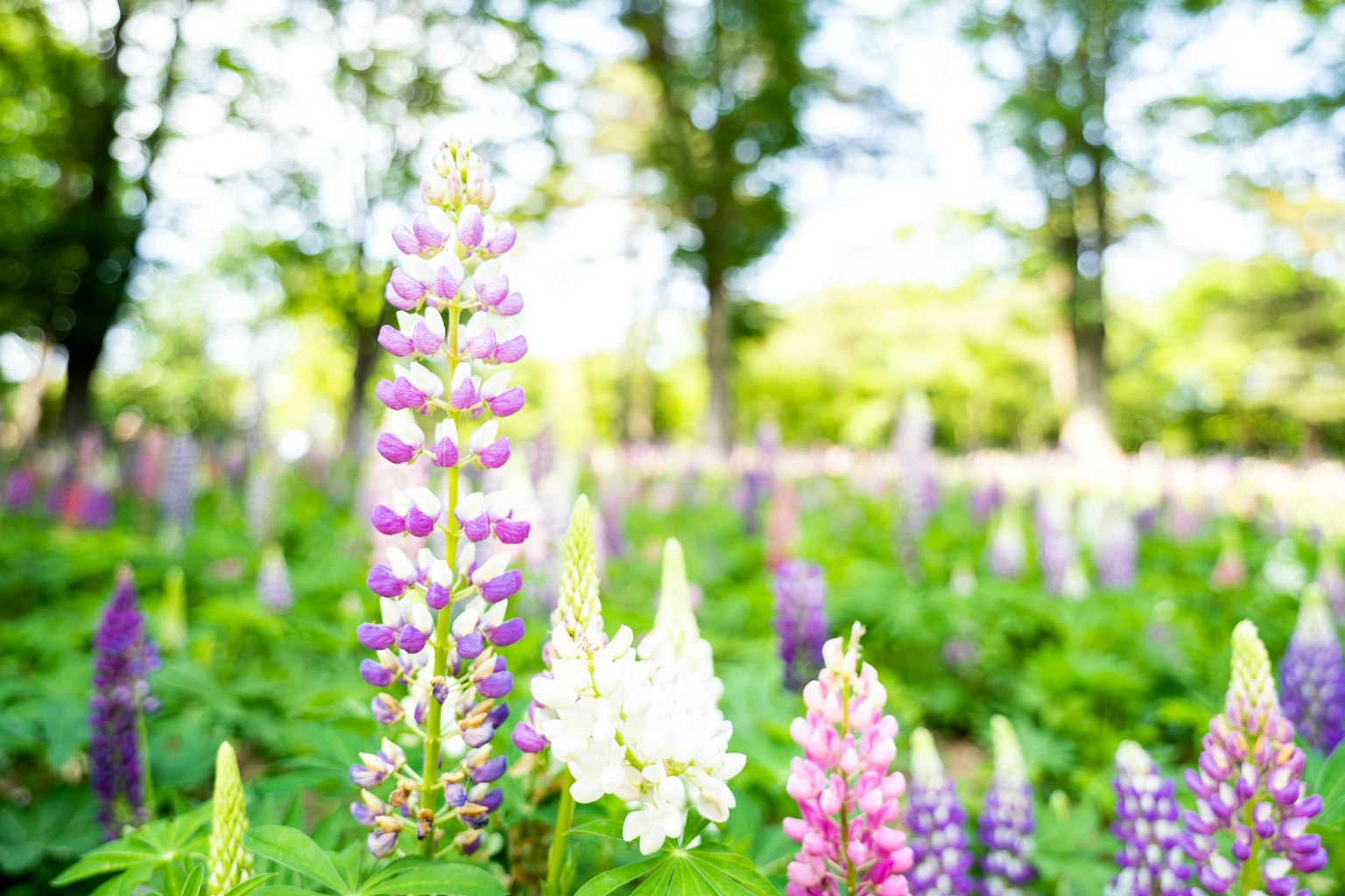 Colorful lupine flowers blooming in a lush green garden