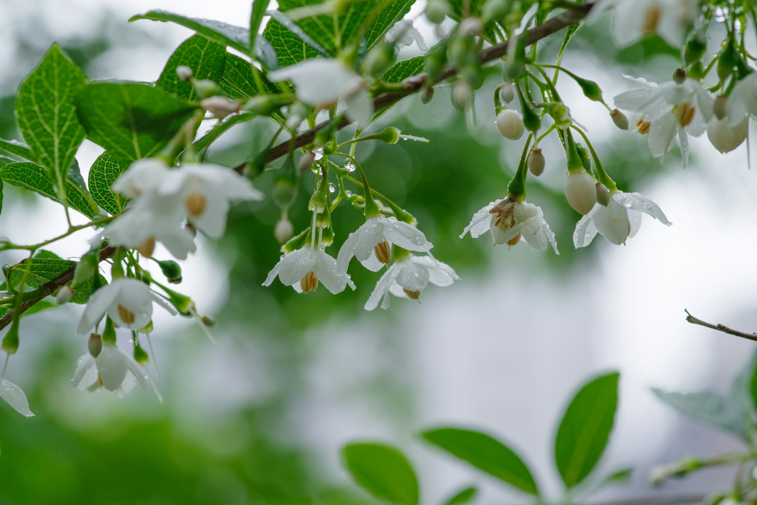Acercamiento a flores blancas que florecen en una rama de árbol verde