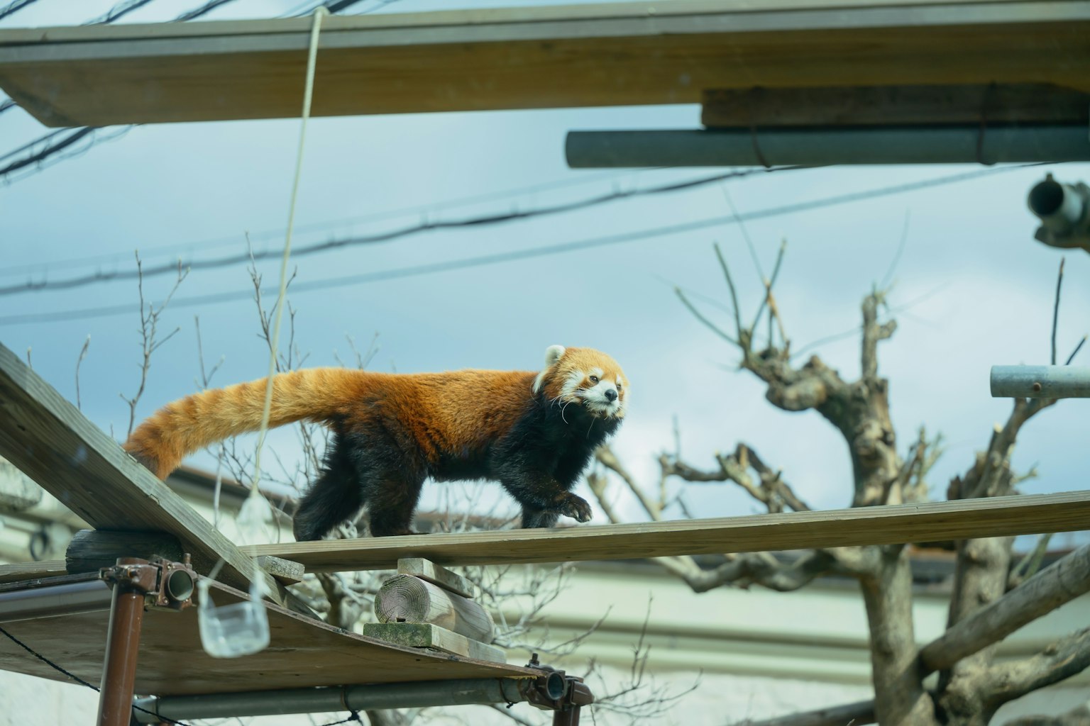 Panda rosso che cammina su rami d'albero