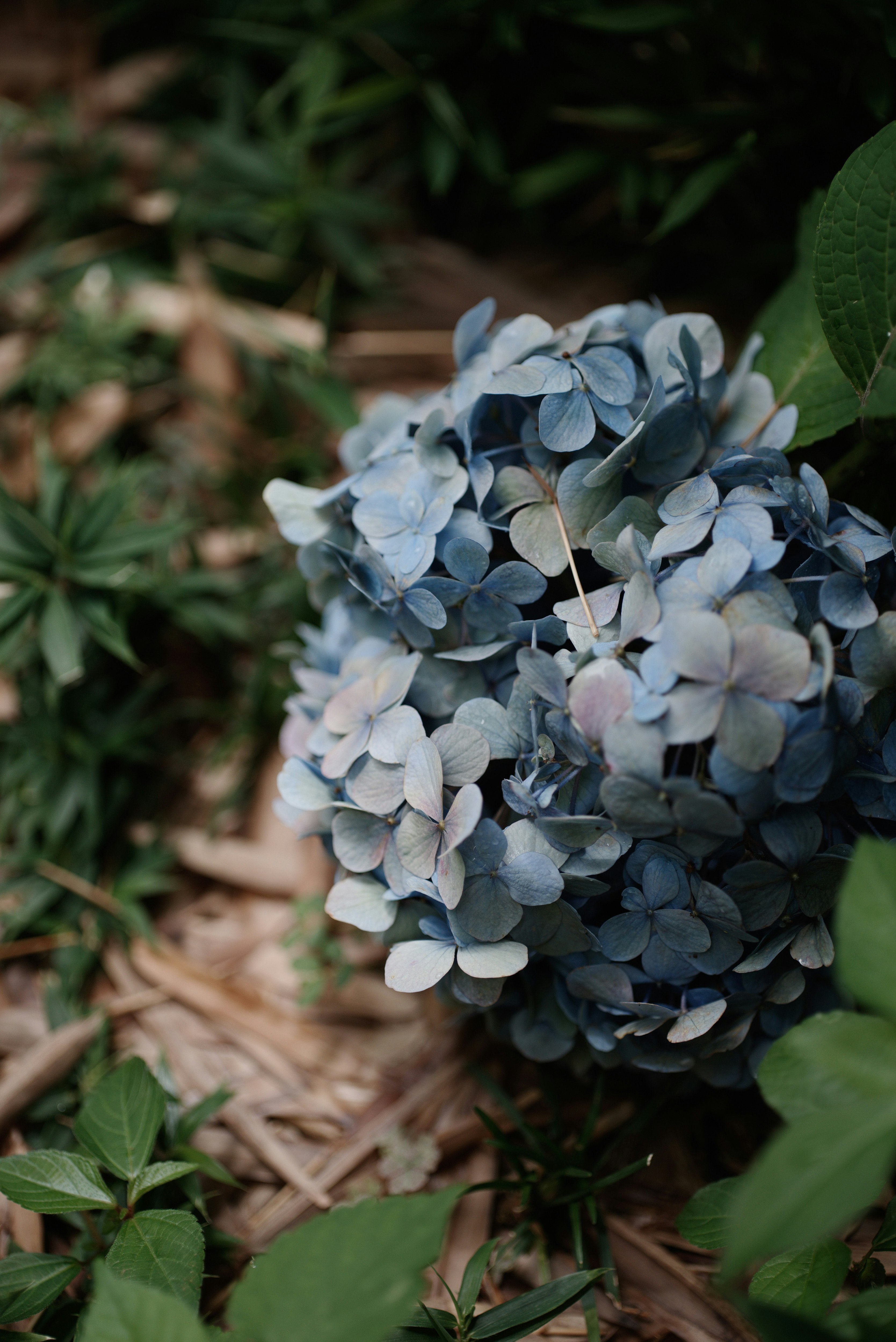 cluster of blue hydrangea flowers