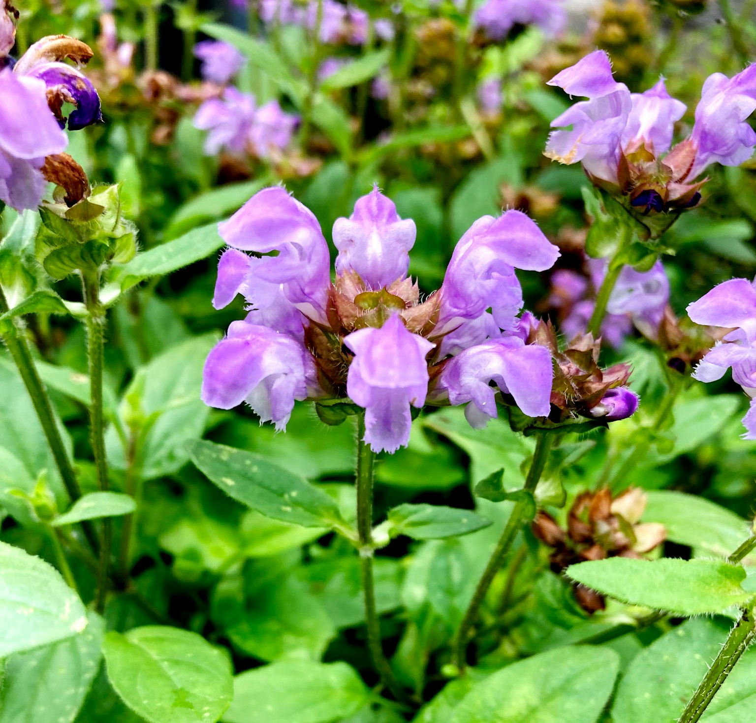 Gruppo di fiori viola che sbocciano tra le foglie verdi