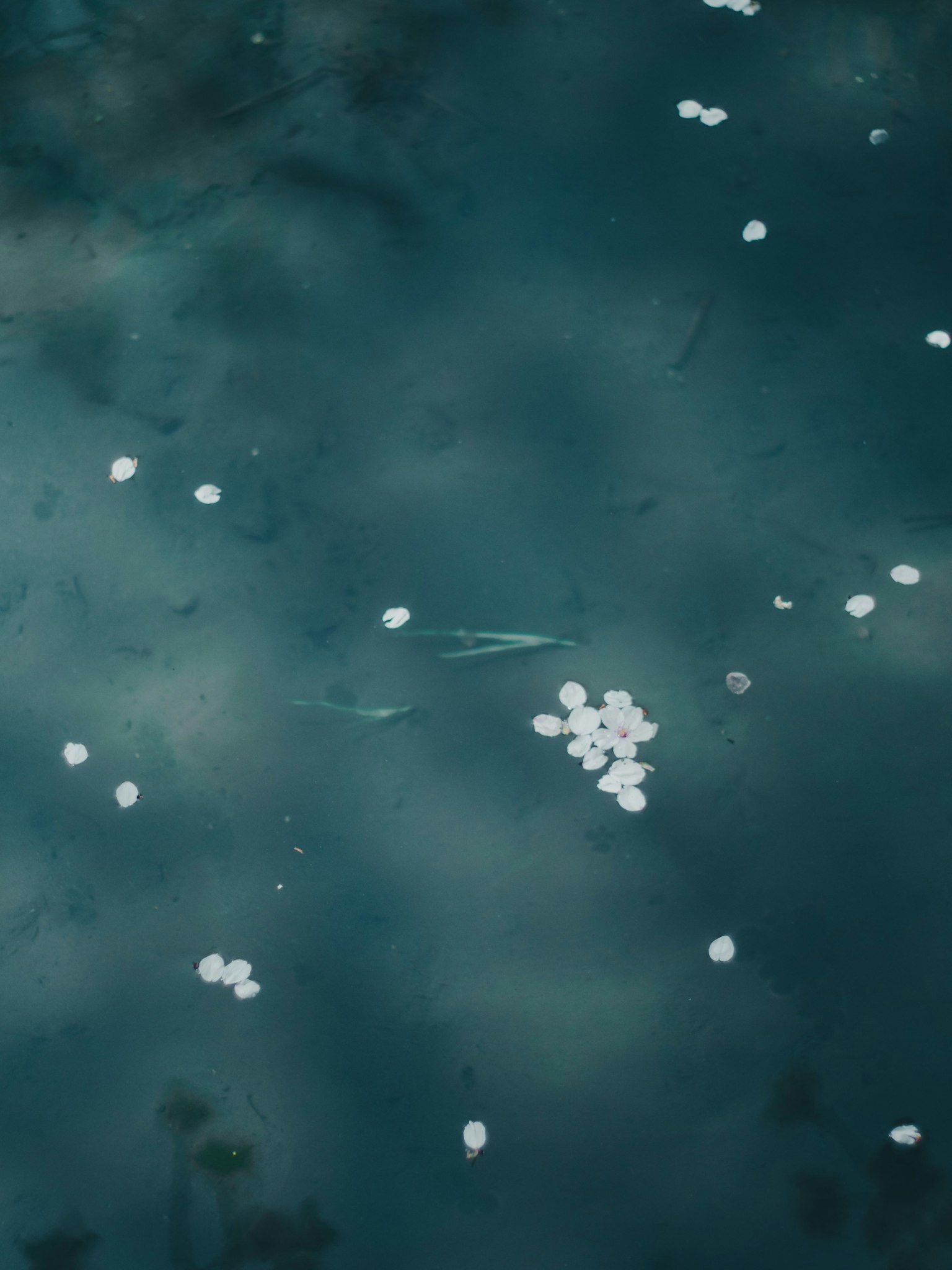 白色花瓣漂浮在藍色水面上，帶有反射