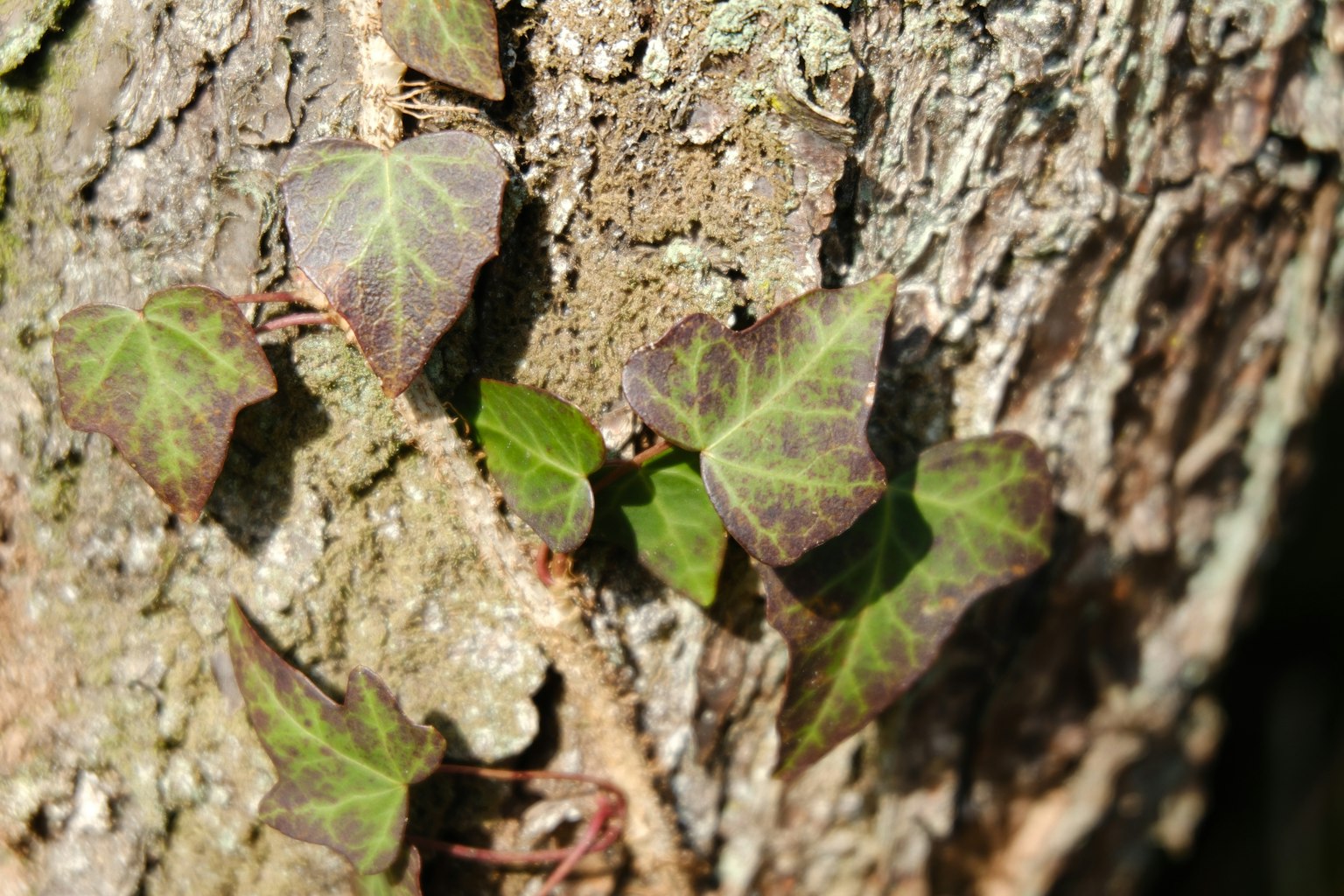 Primer plano de hojas de hiedra trepando por un tronco de árbol