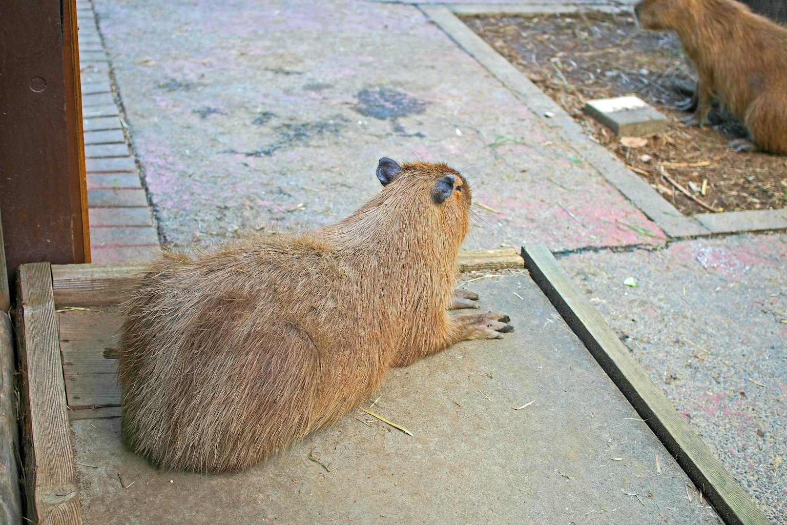 Capybara đang nghỉ ngơi trên khu vực lát gạch với capybara khác ở phía sau