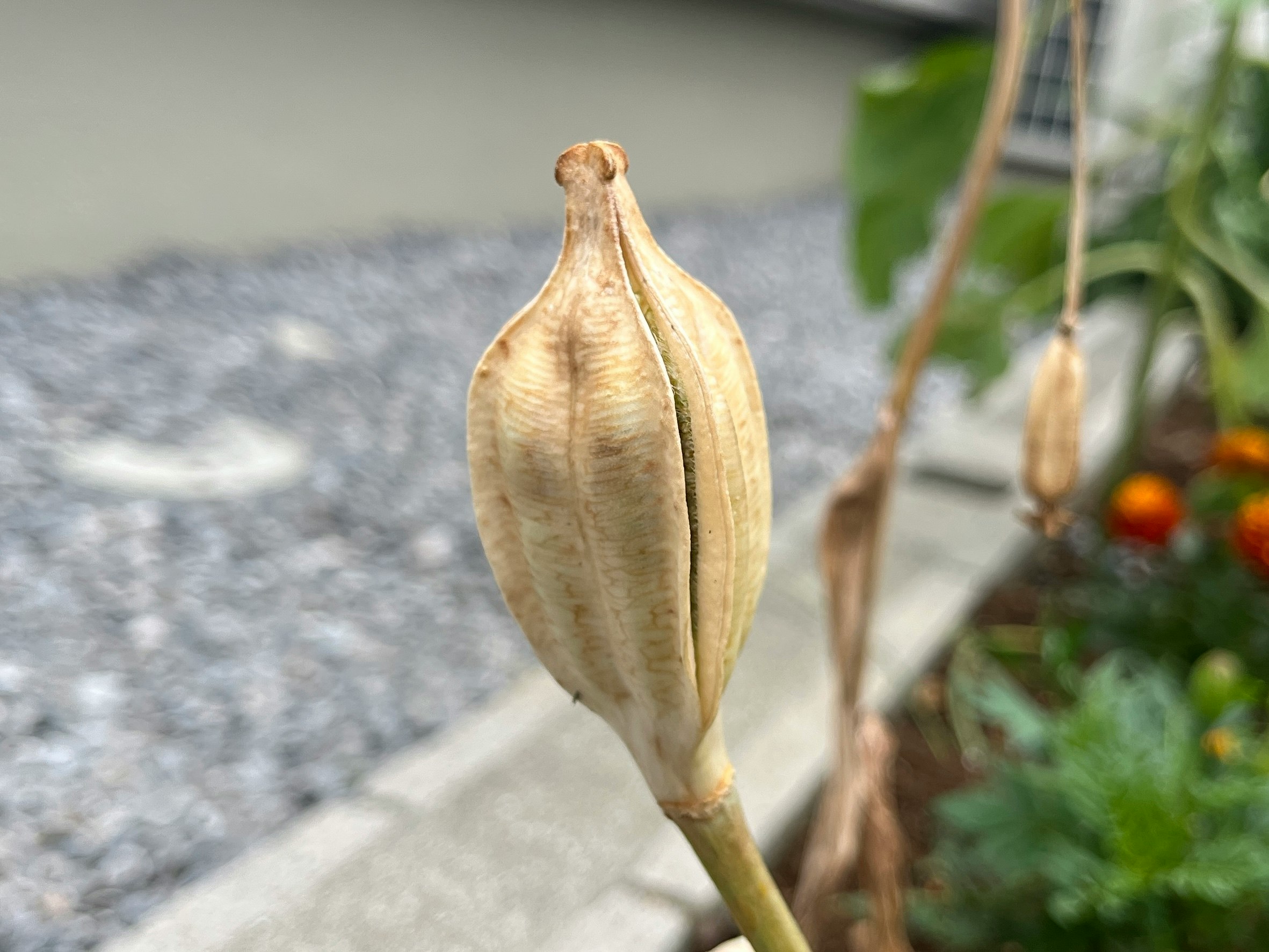 盆栽上乾燥無花果果實特寫