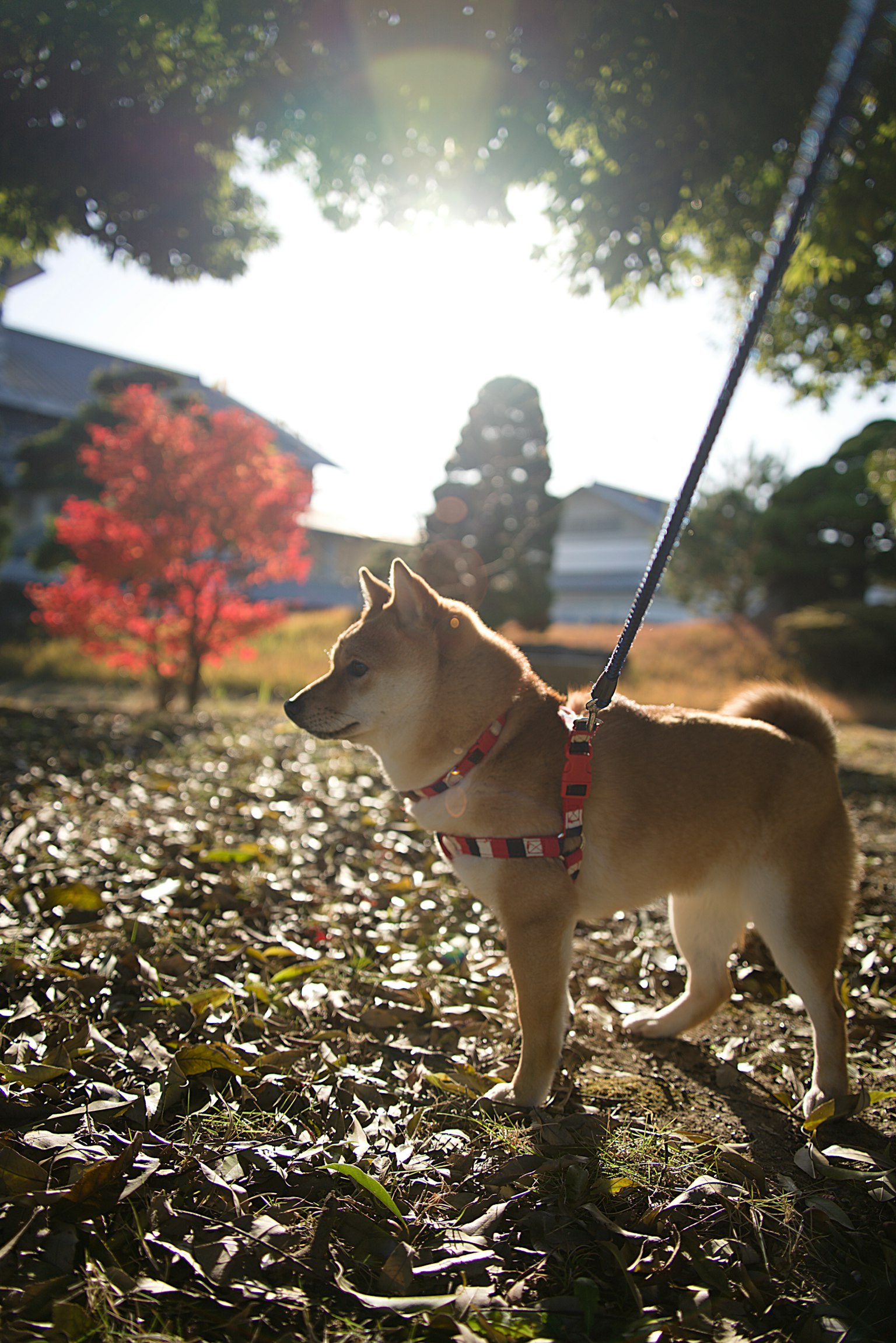 Một chú Shiba Inu đang trên dây xích đứng trong công viên với nền là lá mùa thu nhiều màu sắc