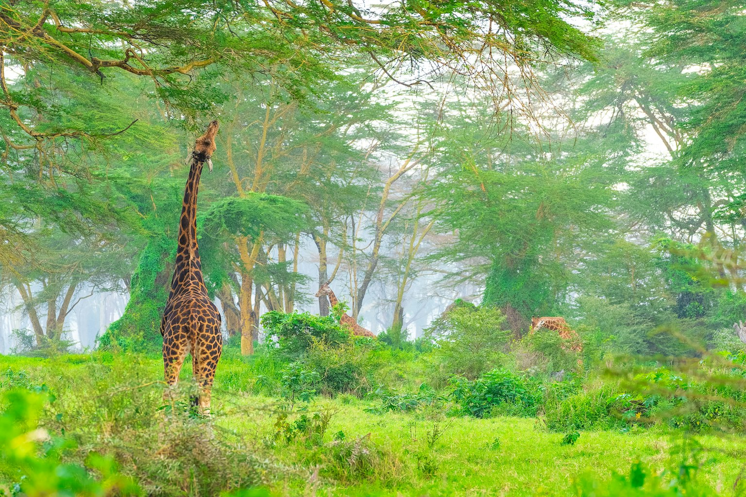 Una jirafa de pie en un paisaje brumoso rodeado de vegetación exuberante