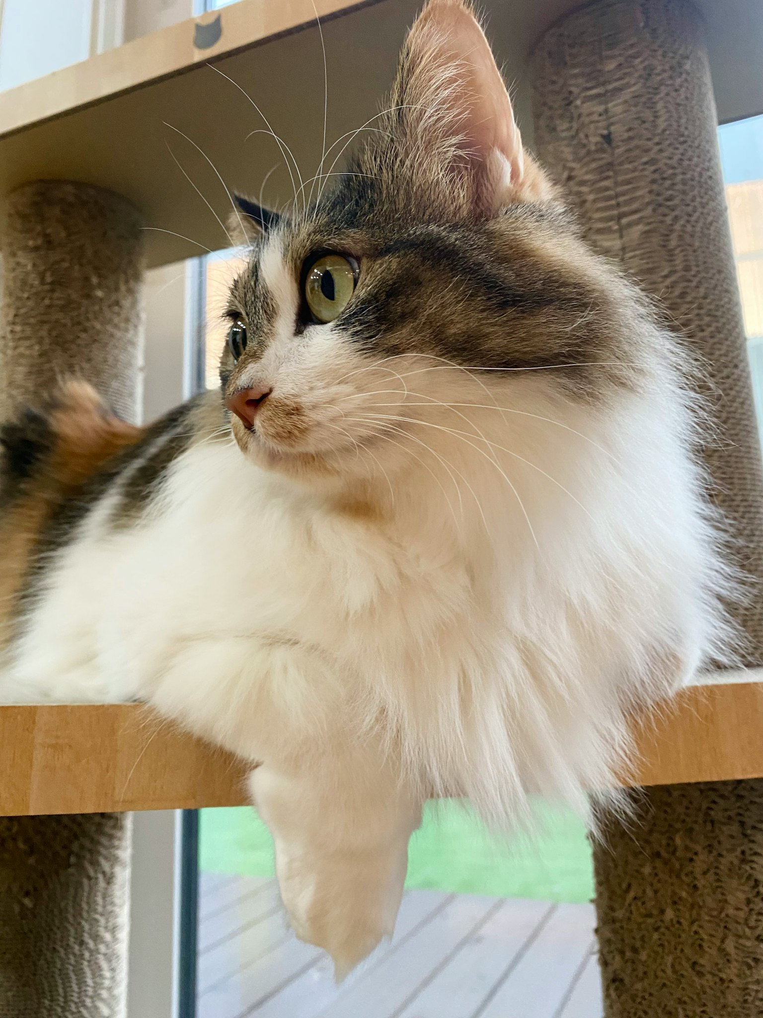 长毛猫在猫树上休息