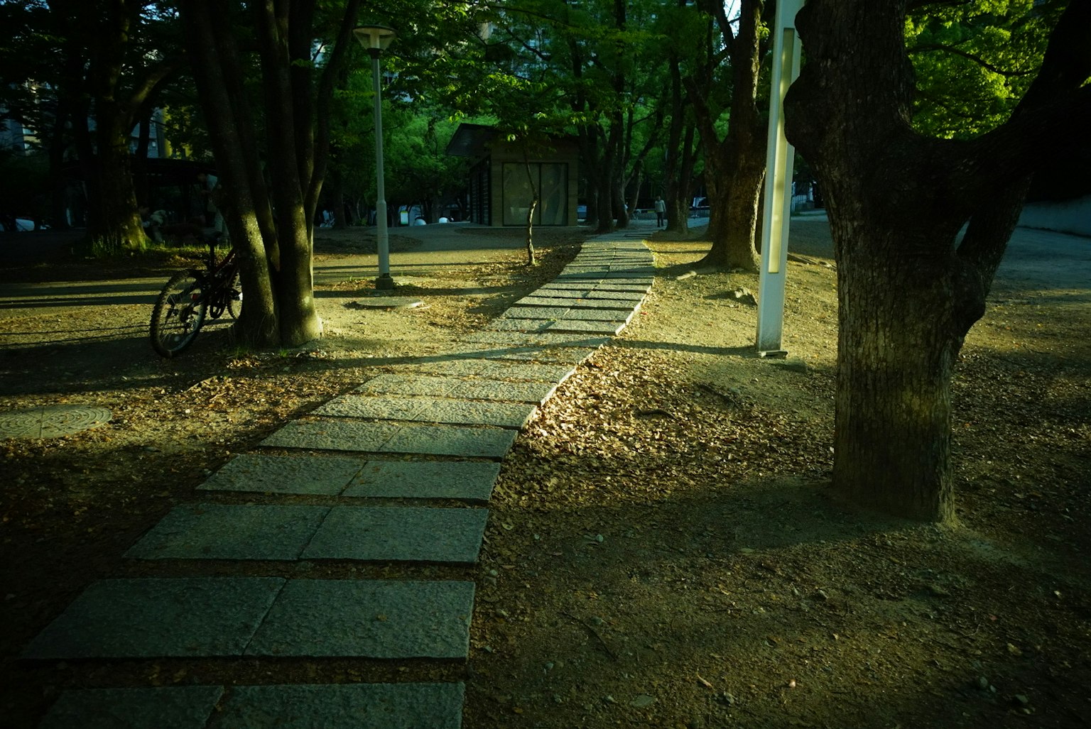 A serene pathway surrounded by green trees in a park