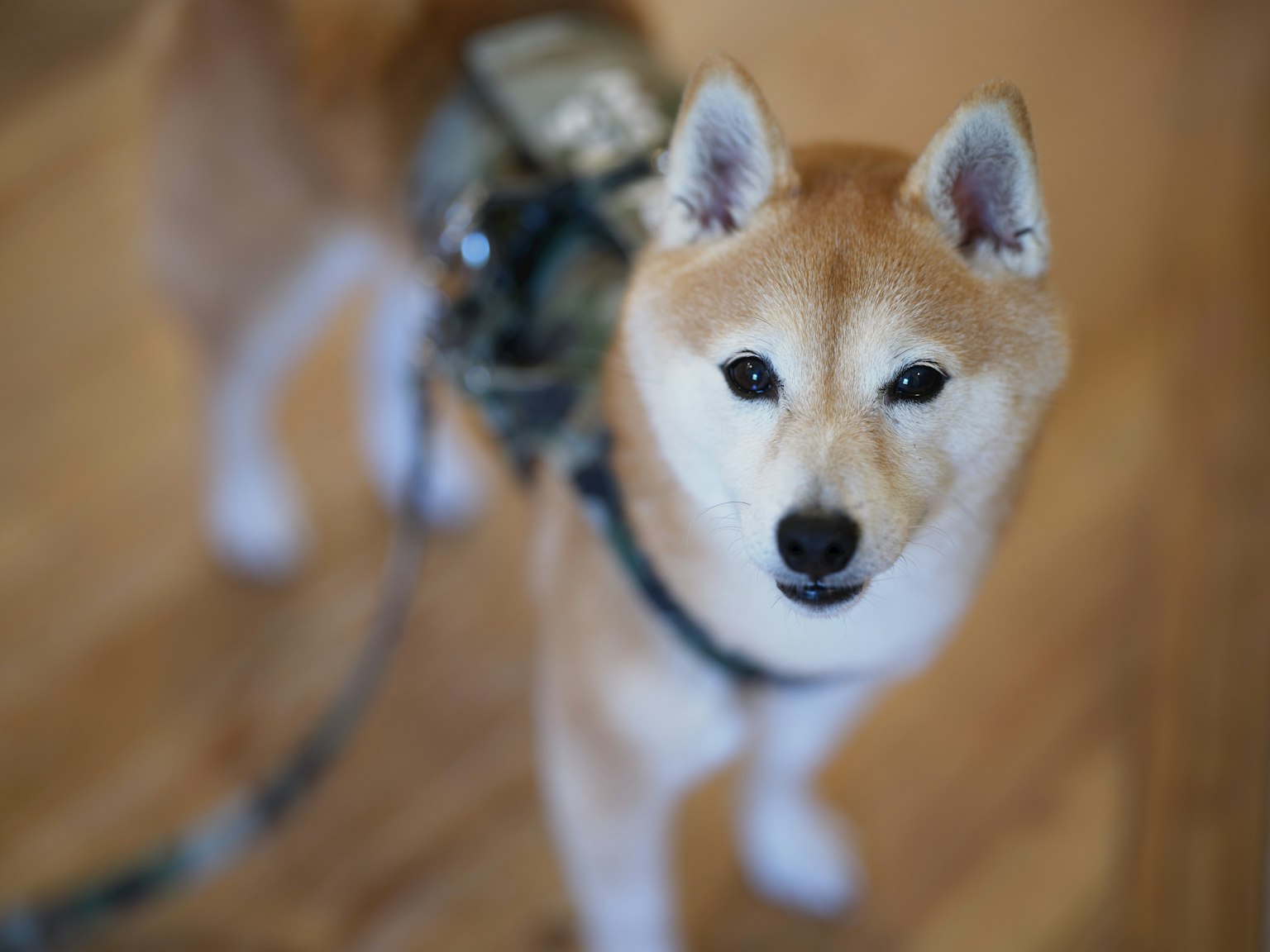 Shiba Inu con un arnés en interiores