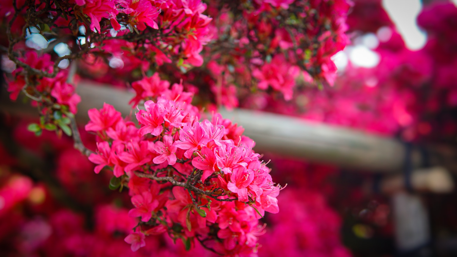 Lebendige rosa Bougainvillea-Blüten in voller Blüte