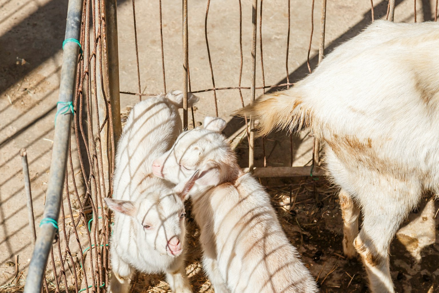 Dua anak kambing putih bermain dengan induknya di dalam kandang kecil