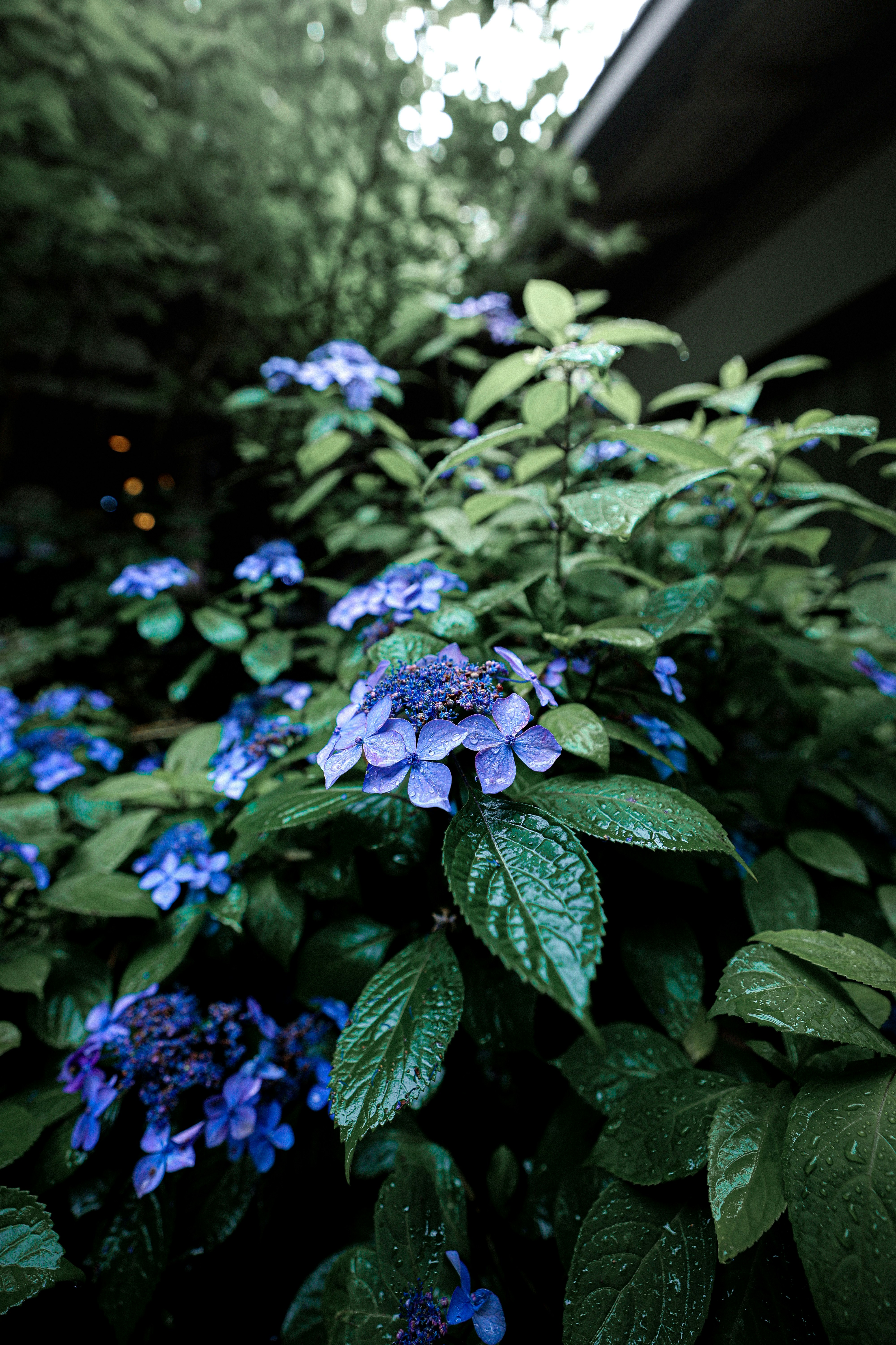 Una planta de jardín con abundantes flores azules y hojas verdes
