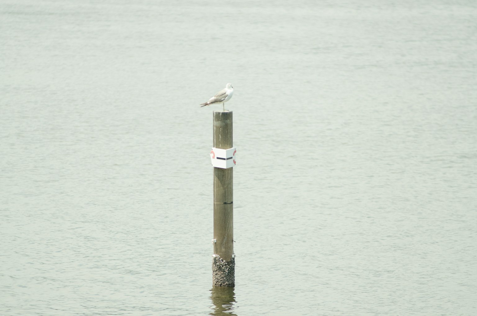 Un gabbiano appollaiato su un palo sopra l'acqua