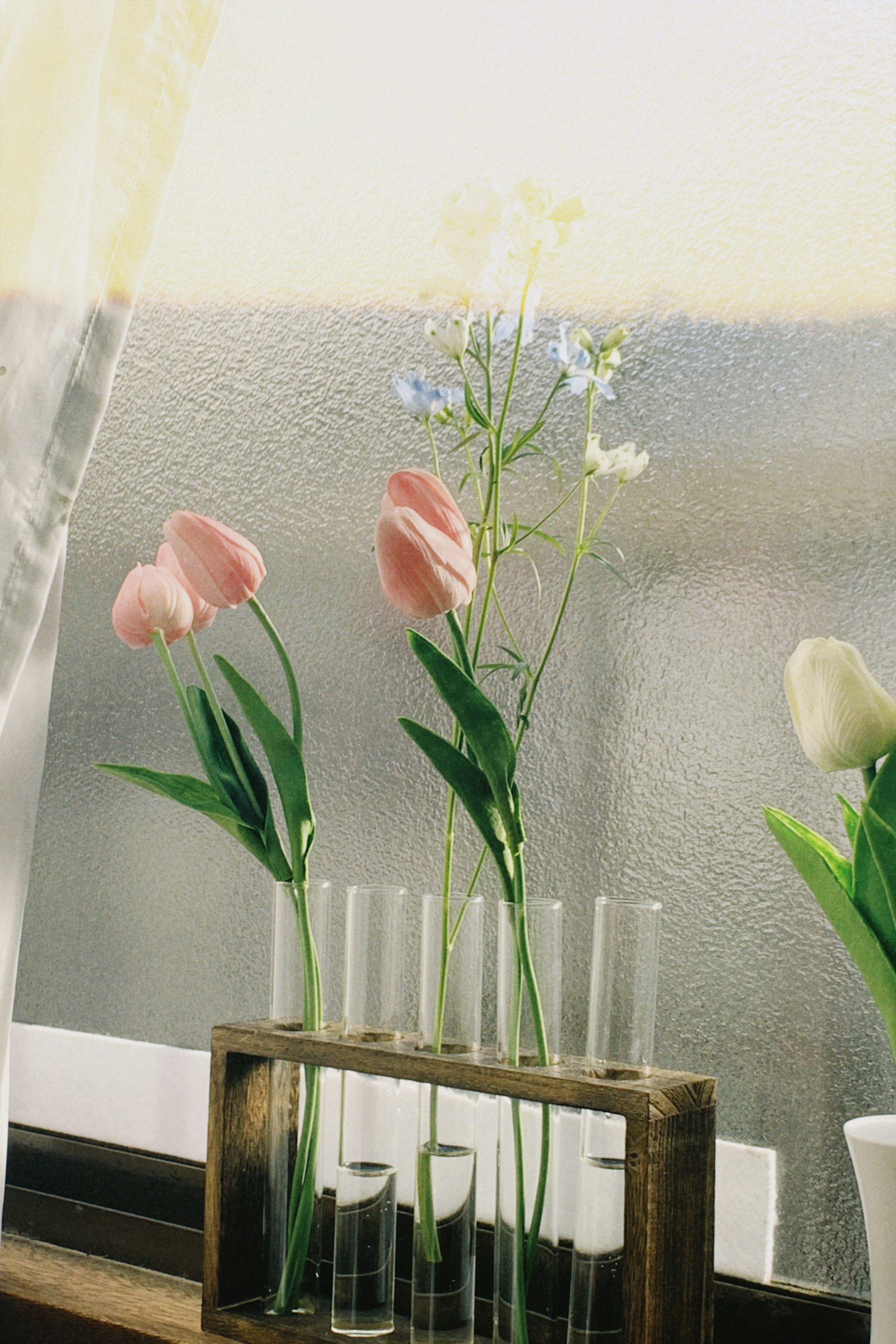 Hoa tulip hồng và hoa xanh trong bình thủy tinh trên bậu cửa sổ