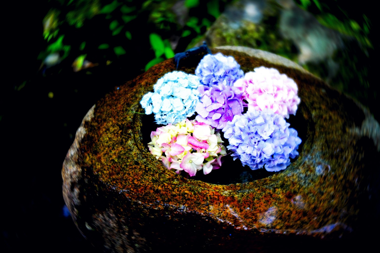 Colorful flowers floating in a stone basin