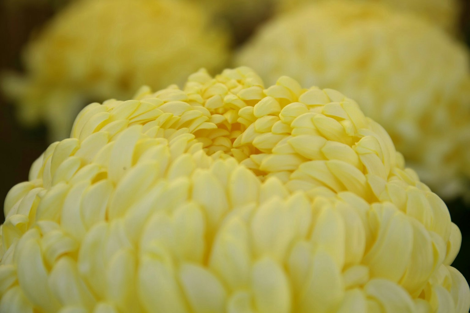 부드러운 꽃잎을 가진 노란 국화 꽃의 클로즈업