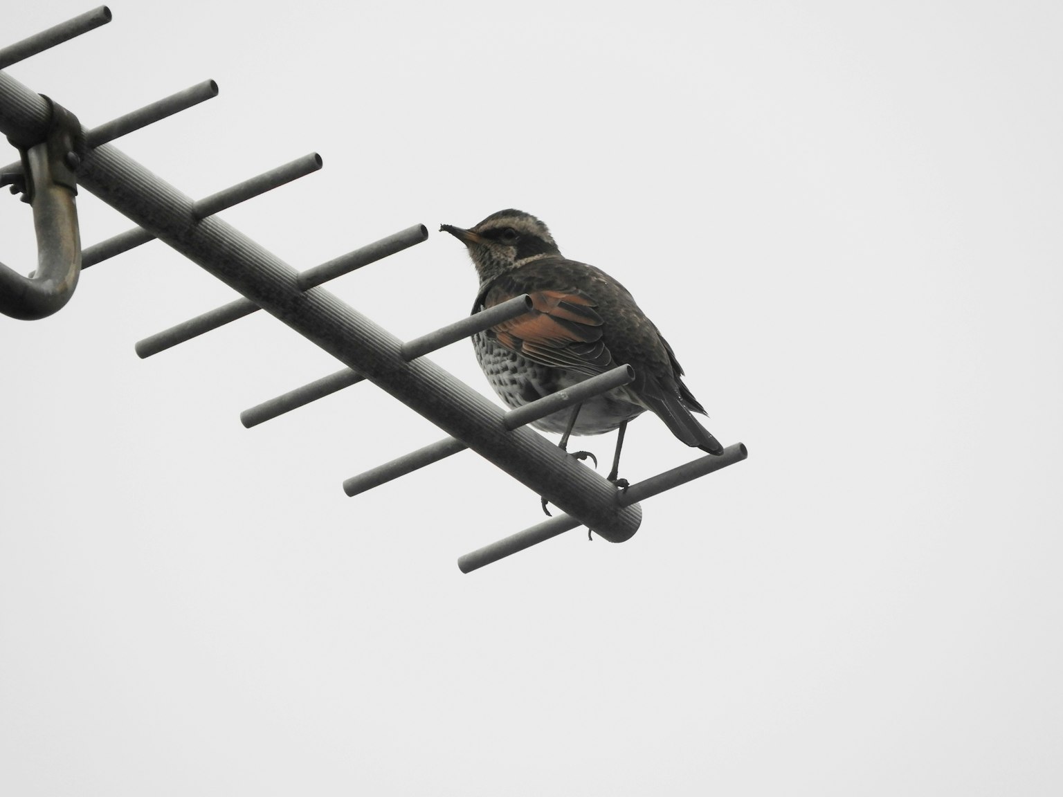 Un piccolo uccello appollaiato su un'antenna da tetto