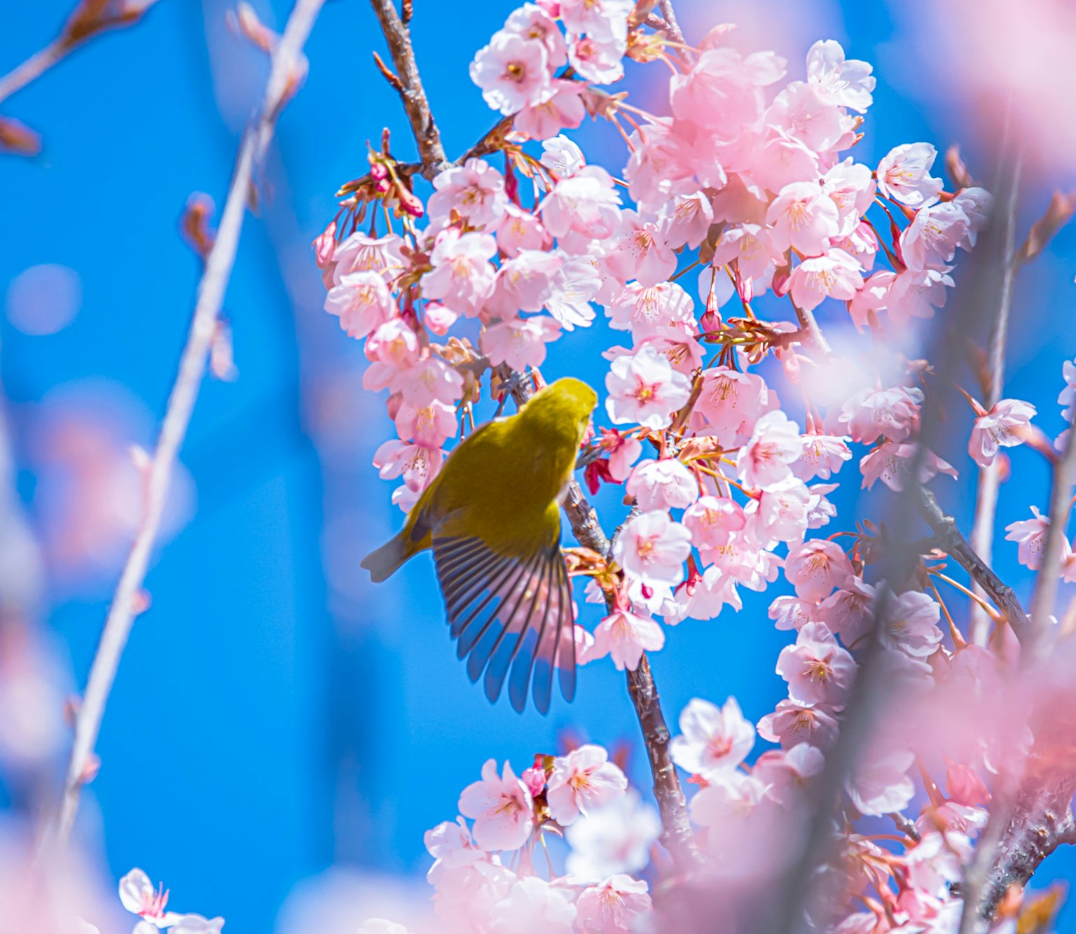 Un uccello giallo appollaiato su fiori di ciliegio rosa sotto un cielo blu