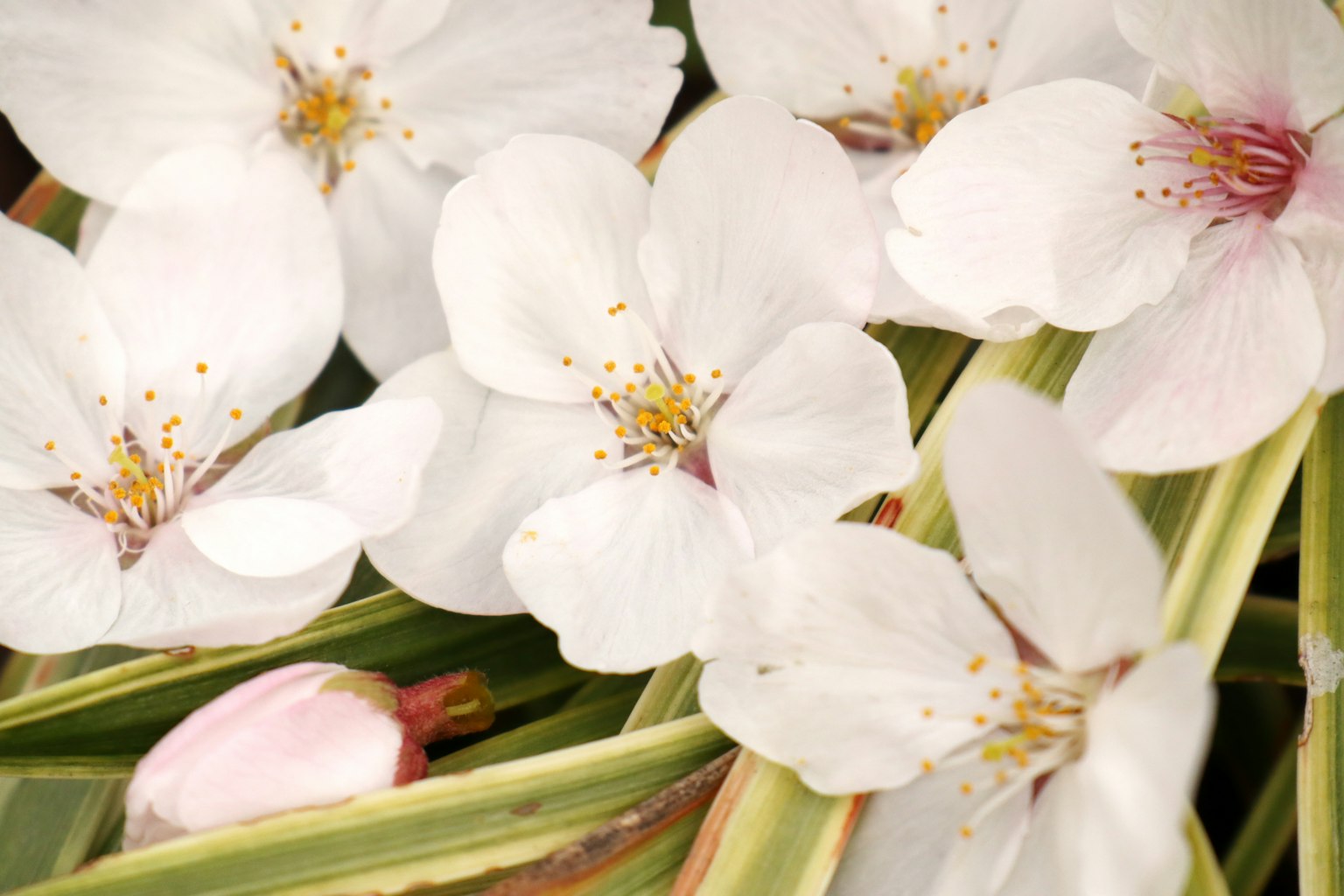 Primo piano di bellissimi fiori con petali bianchi e foglie verdi