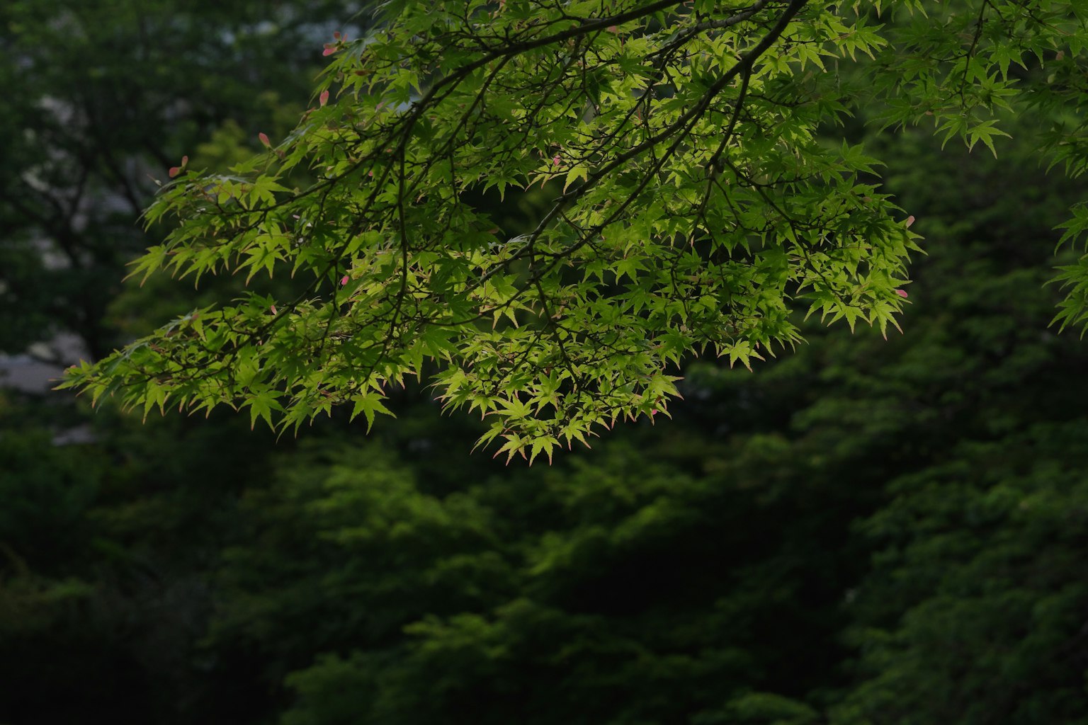 Close-up cabang dengan daun hijau cerah