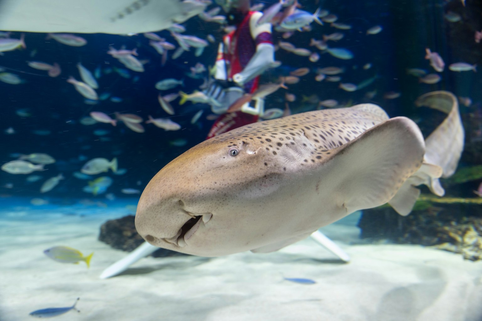 Primo piano di uno squalo leopardo che nuota in un acquario con pesci colorati sullo sfondo
