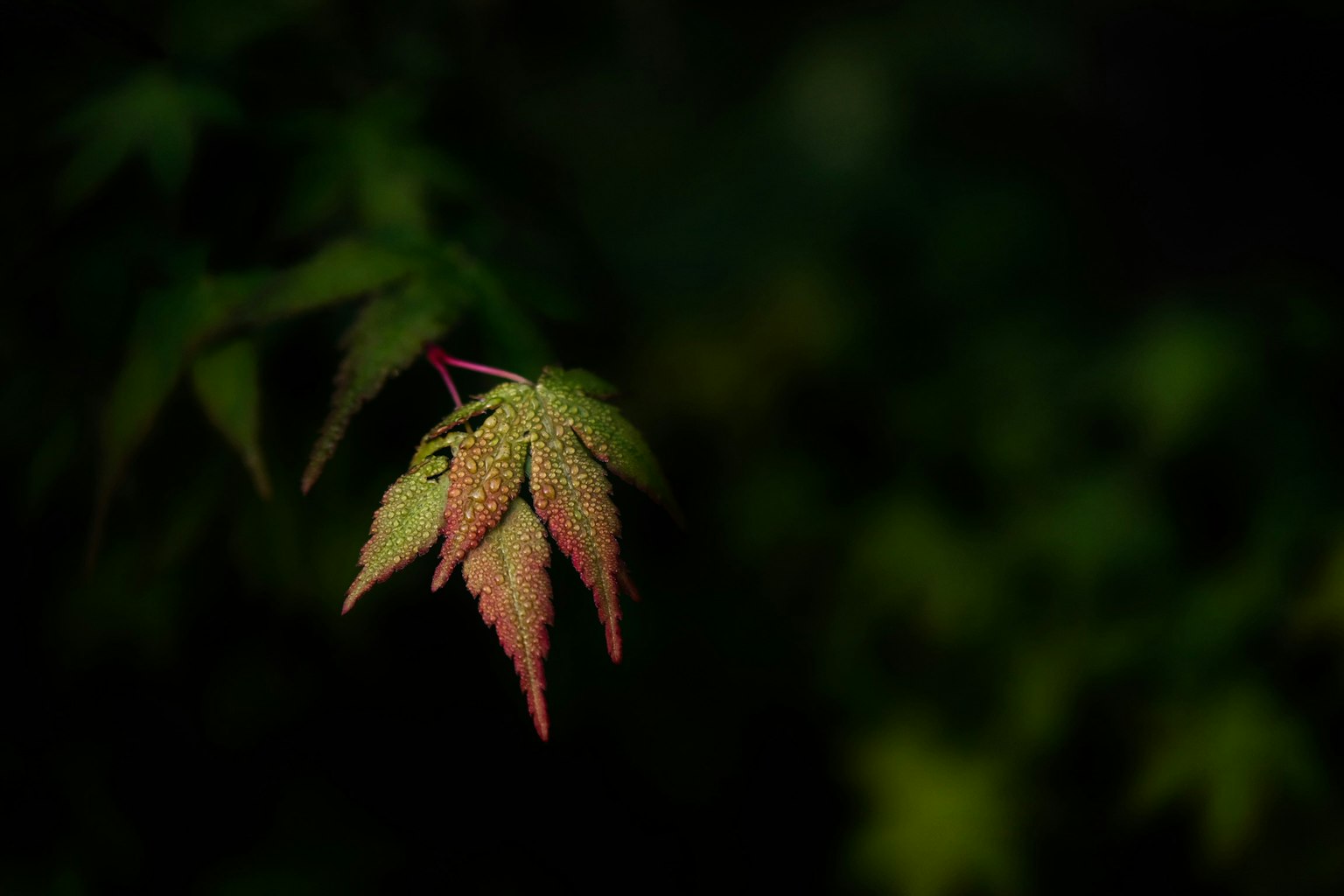在黑暗背景下闪光的新生枫叶