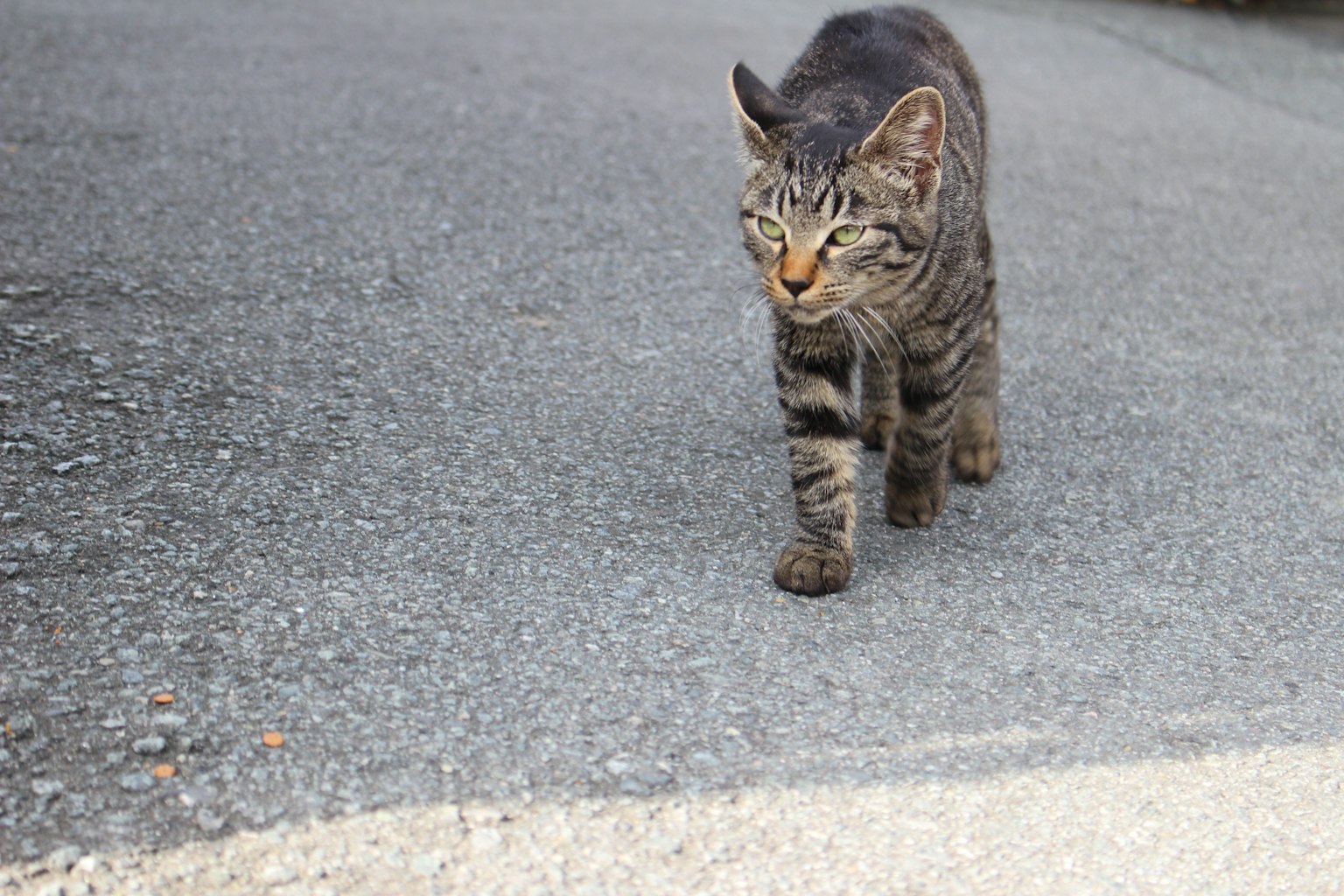 Gatto striato che cammina su una strada asfaltata